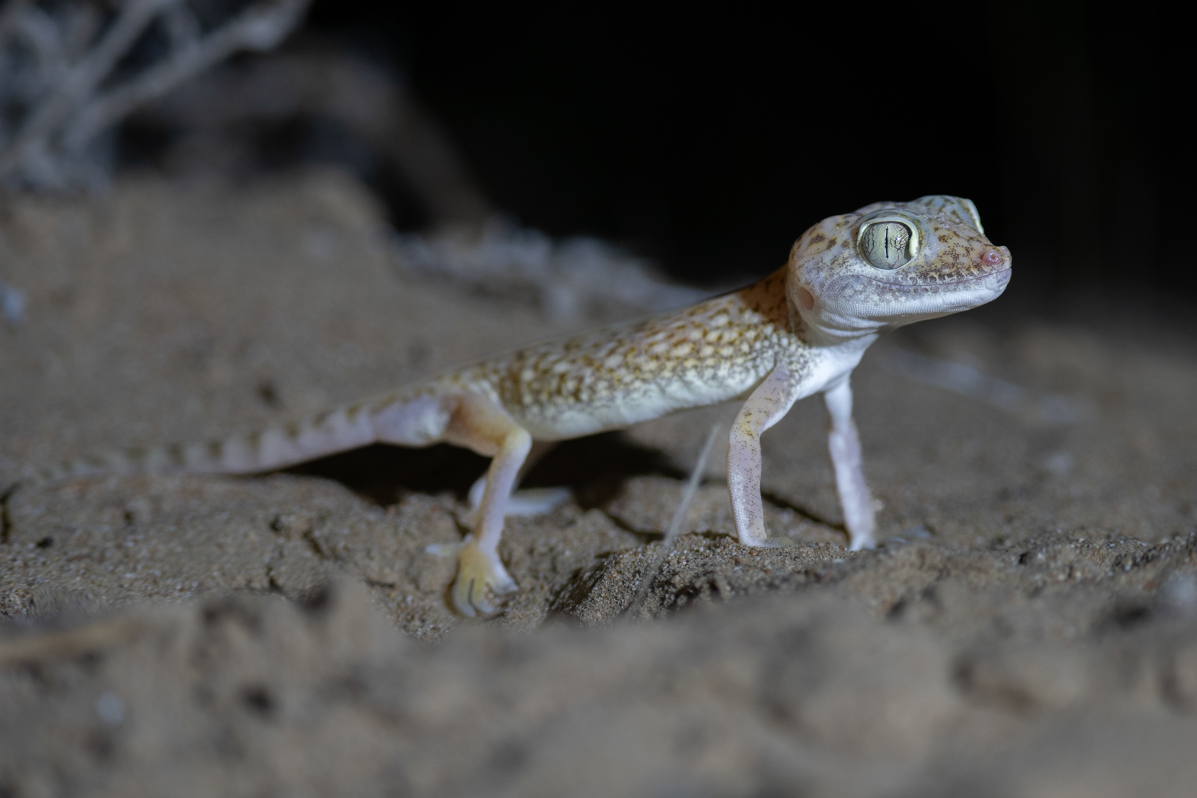 Dune Sand Gecko