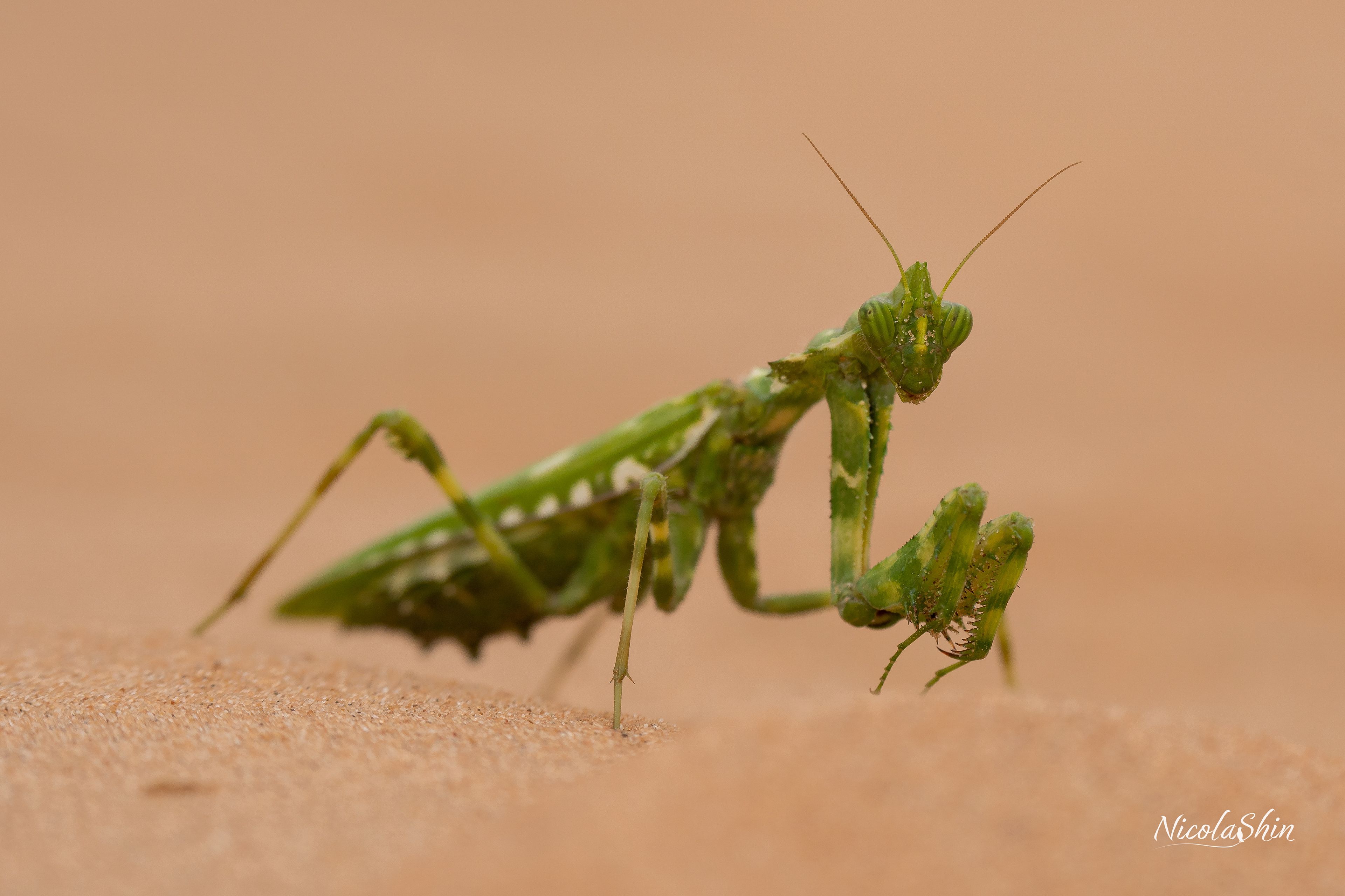 Praying Mantis