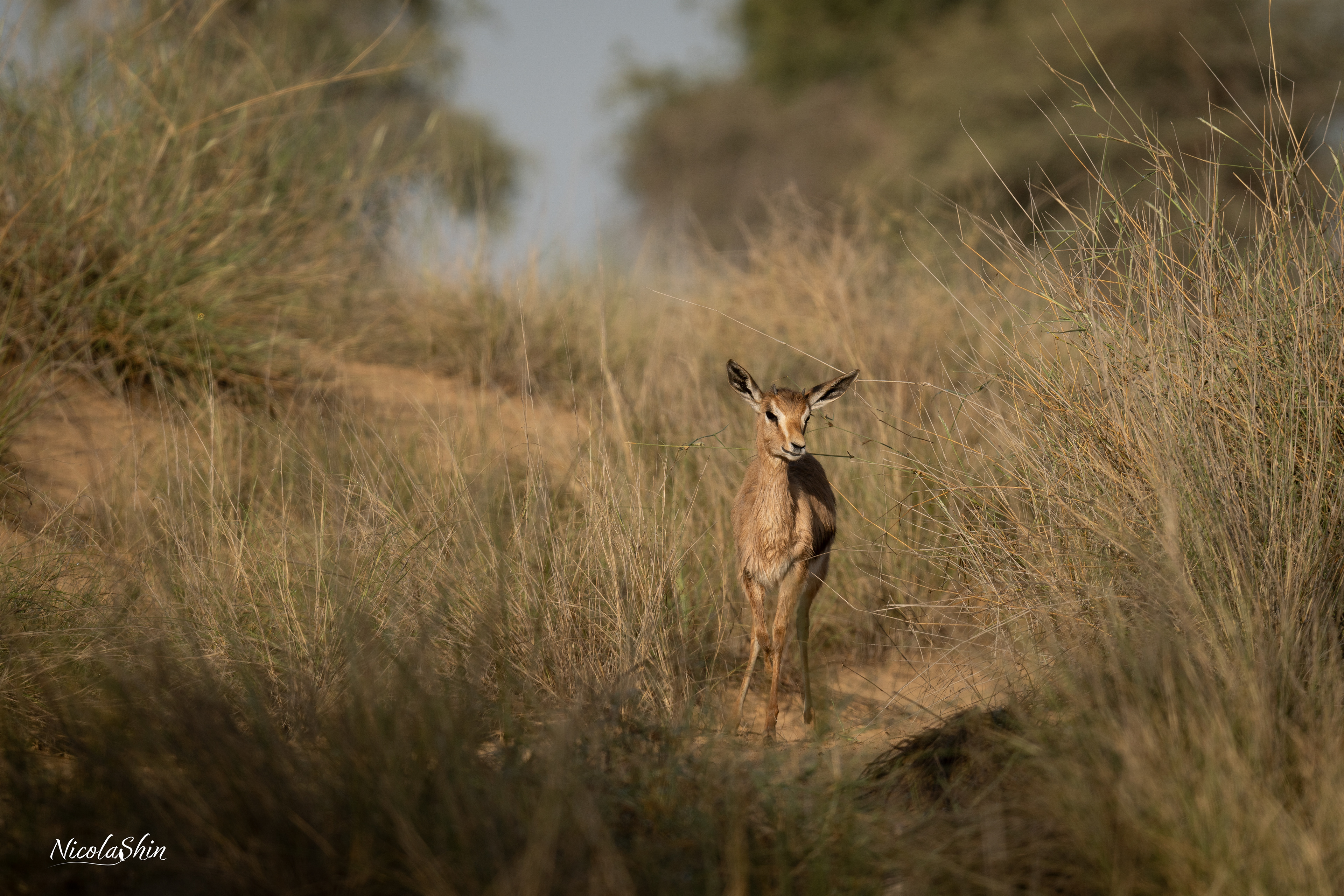 Arabian Gazelle