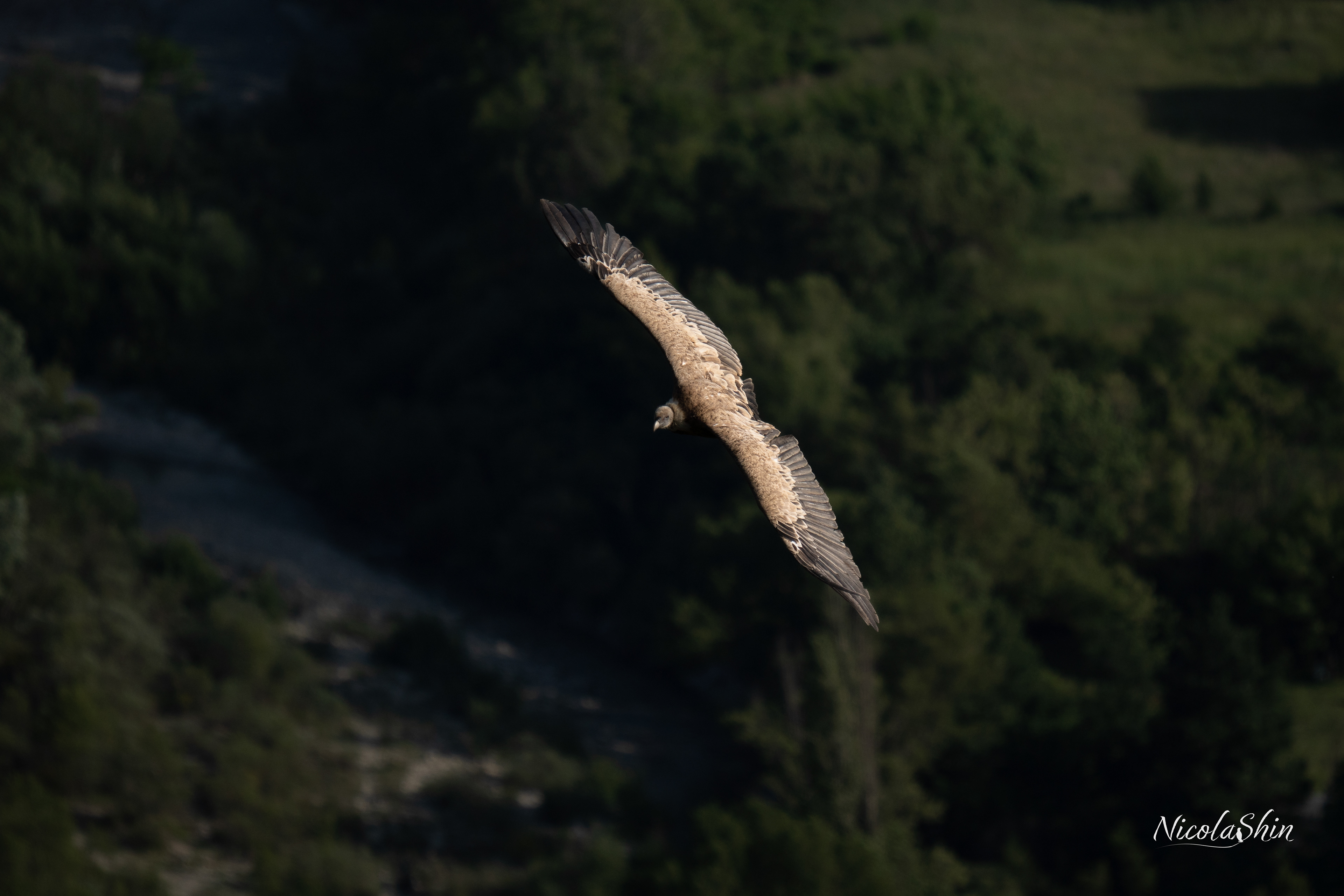 Griffon Vulture