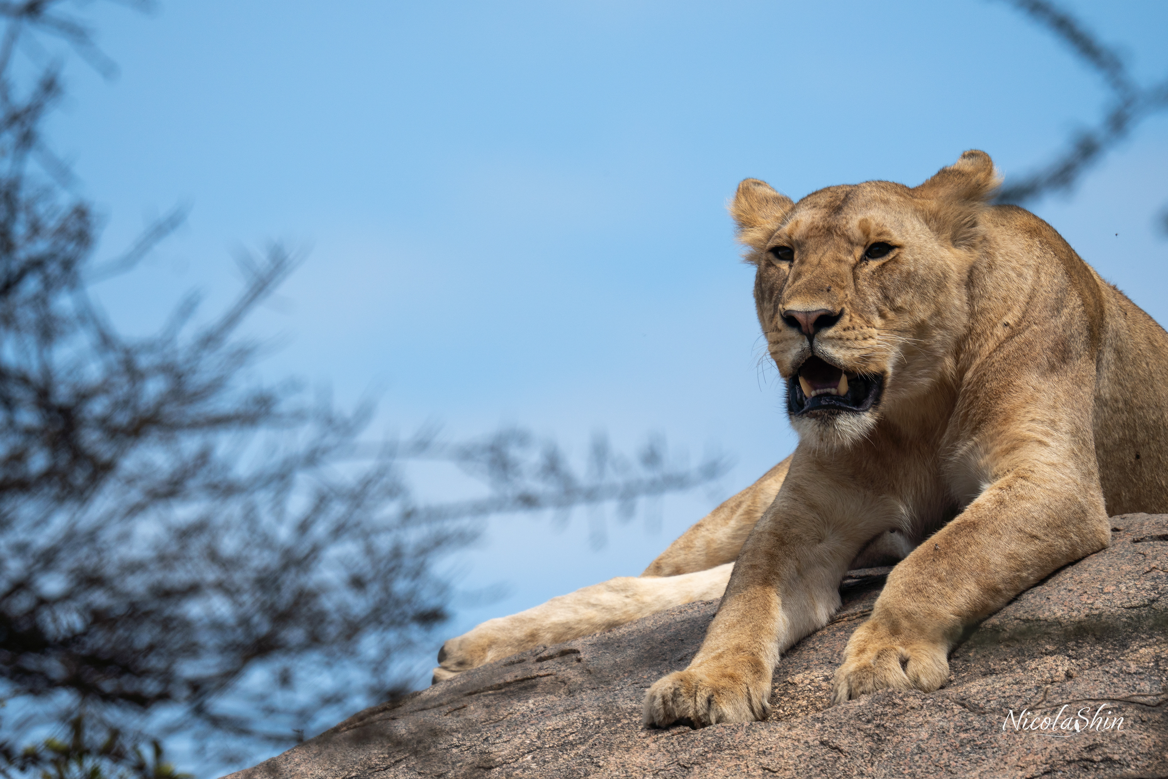 Lion, Serengeti - Tanzania 2022