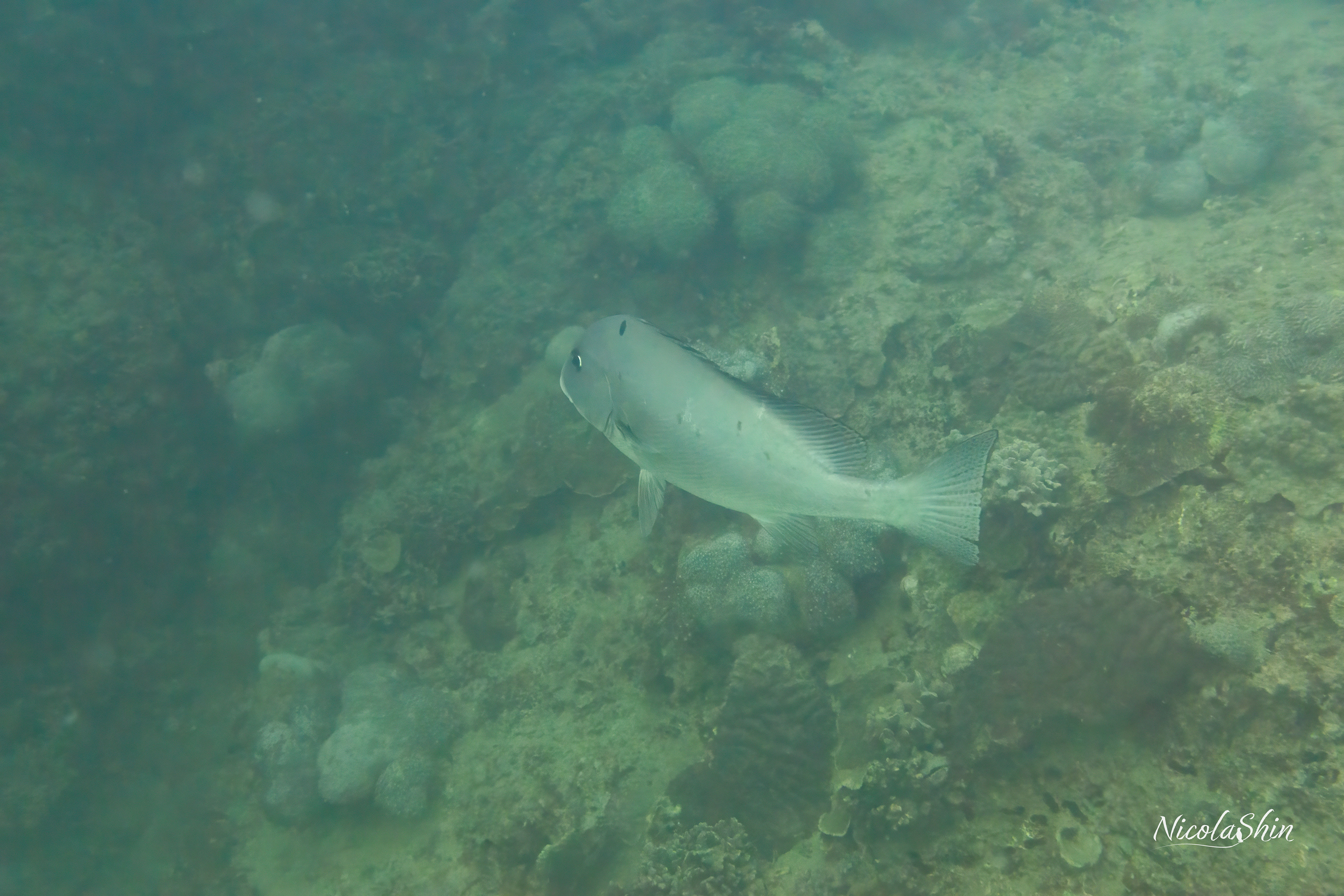 Trevally