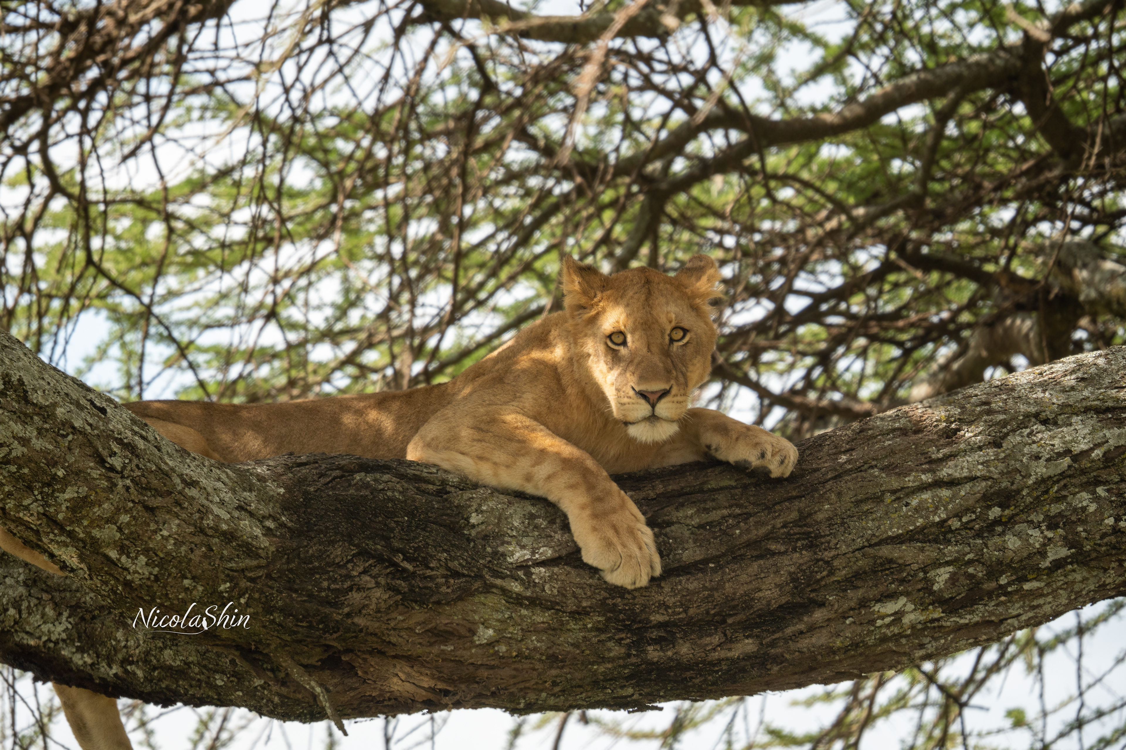 Lioness in a tree