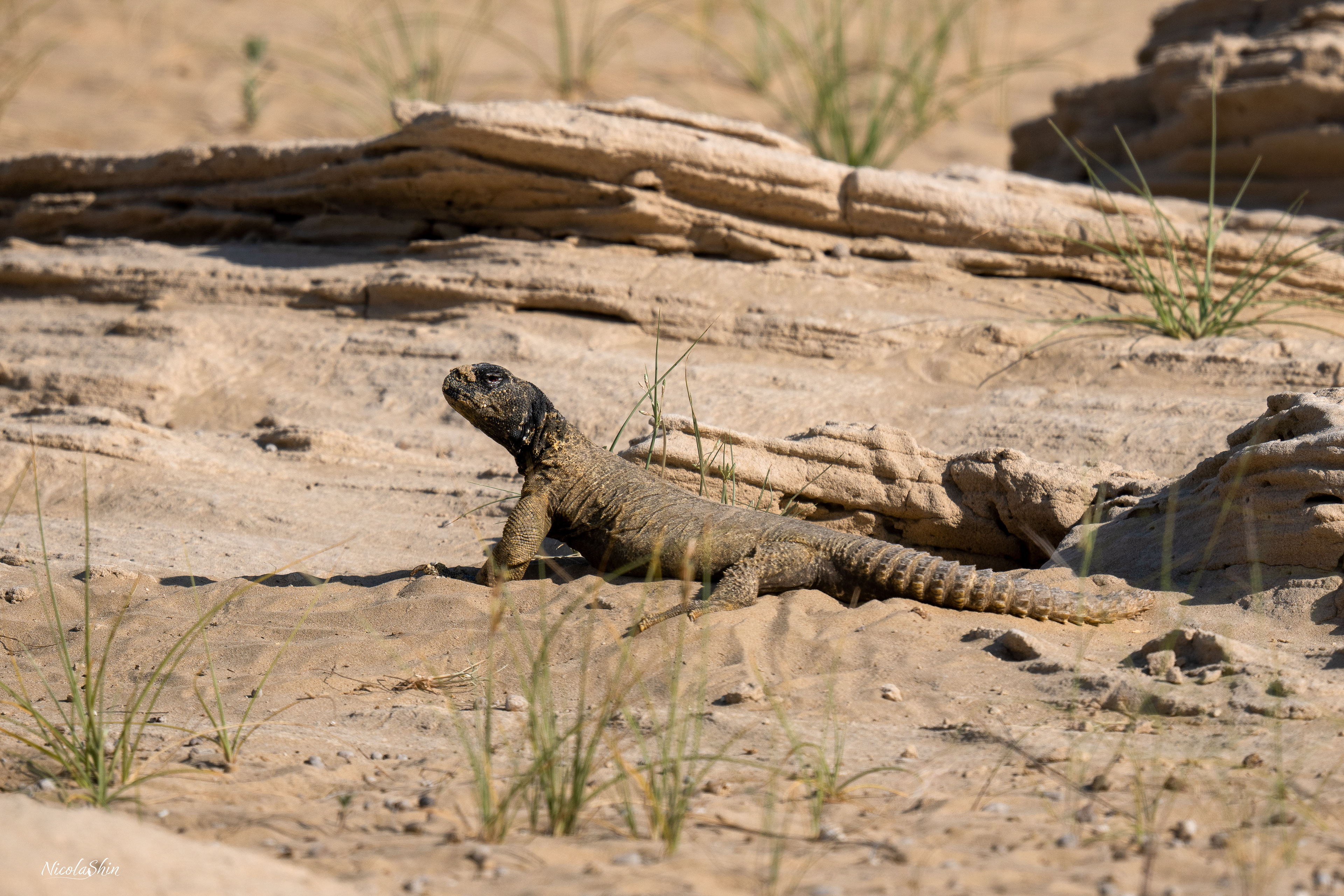 The darker color of the lizard in the morning to absorb solar heat