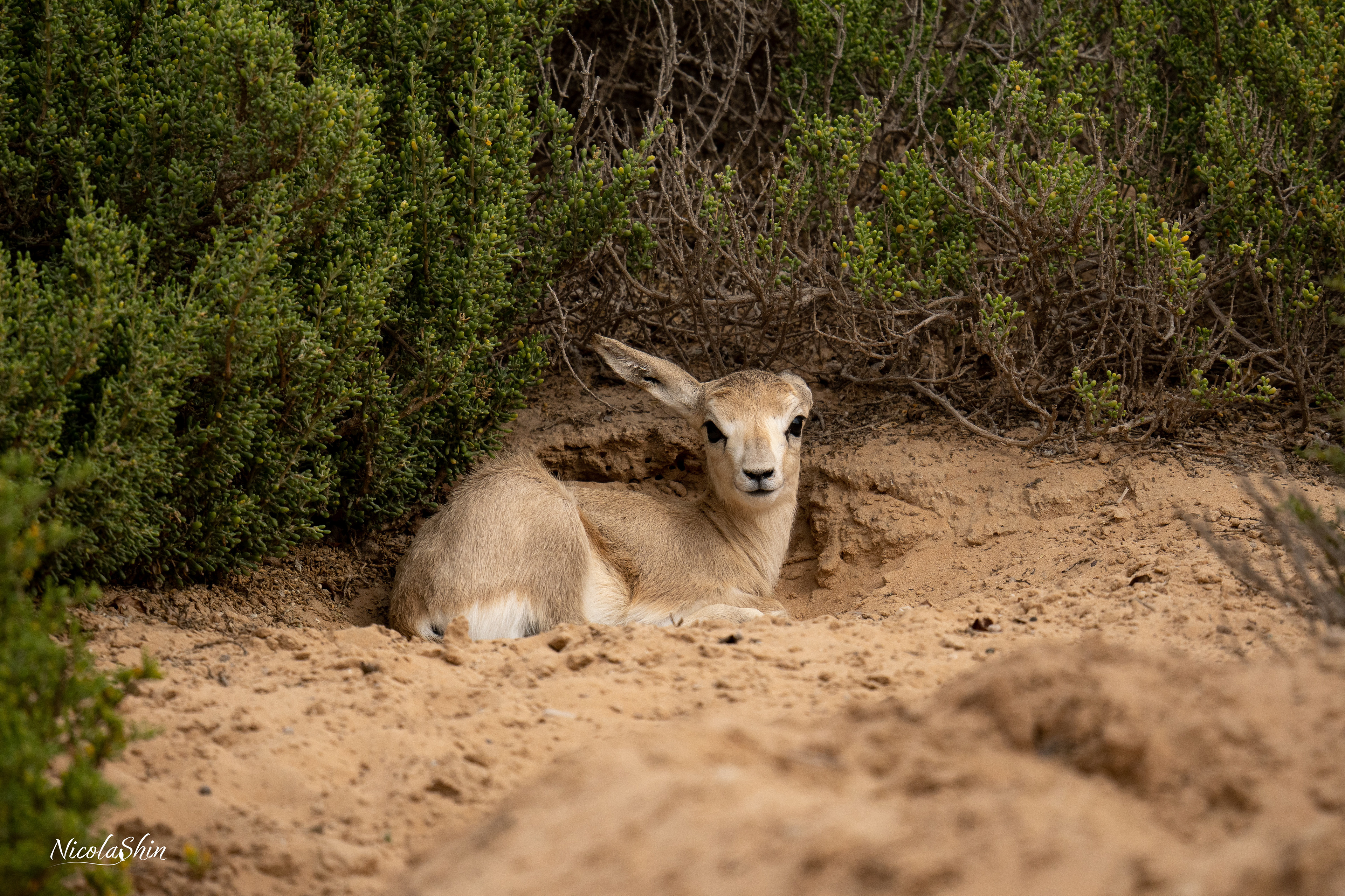 Sand Gazelle baby