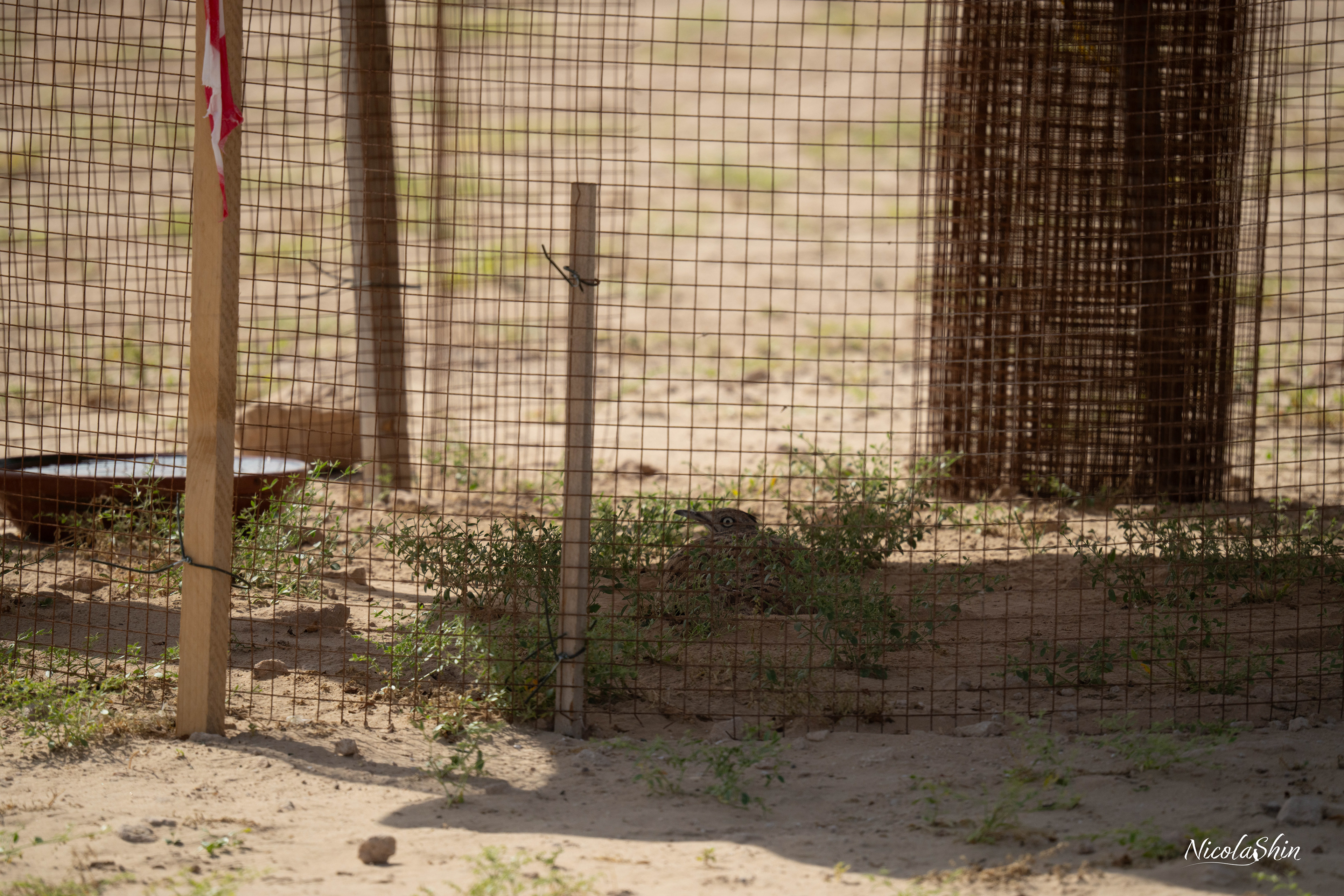Houbara nest protected in Al Qudra desert