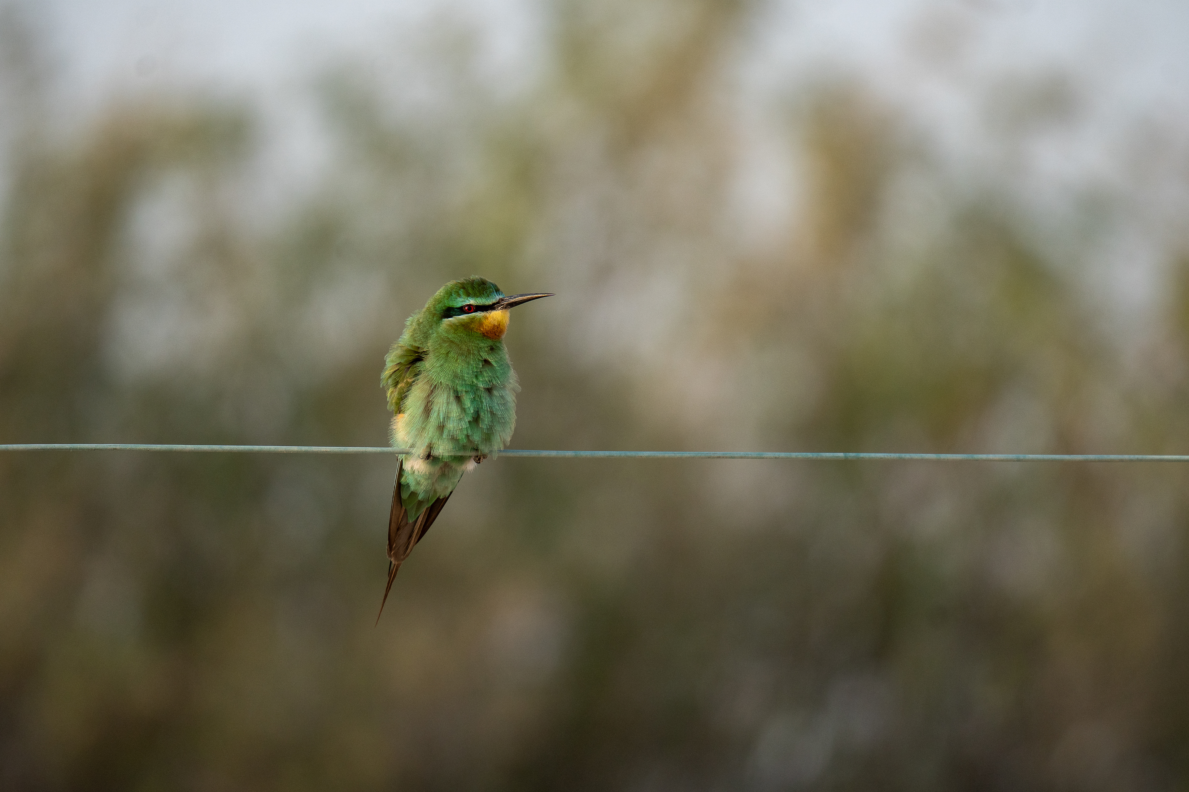 Feathered Fashionista