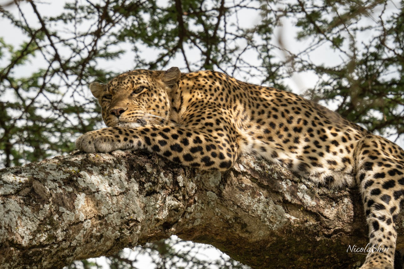 Leopard on an acacia tree