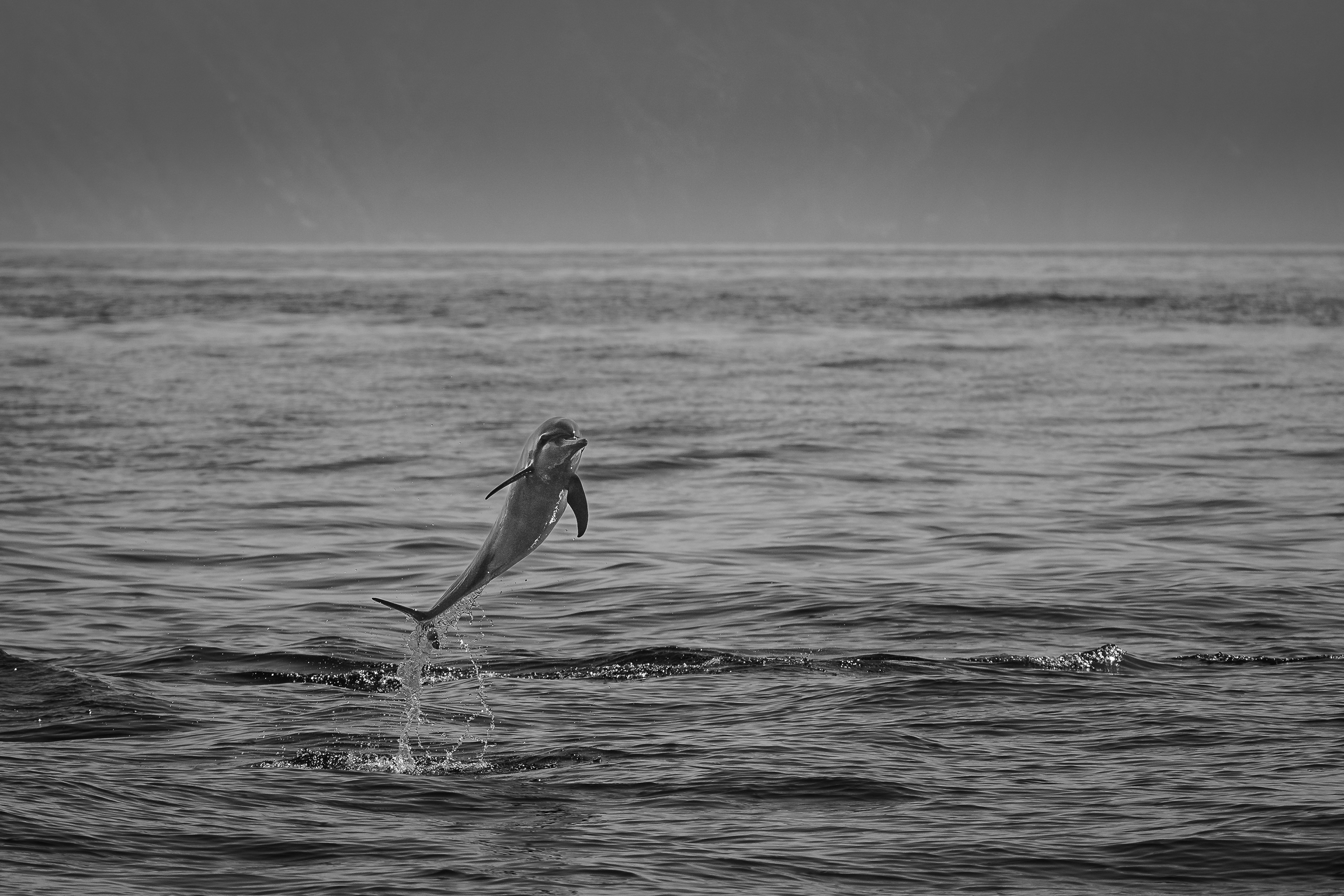 Oceanic Acrobatics
