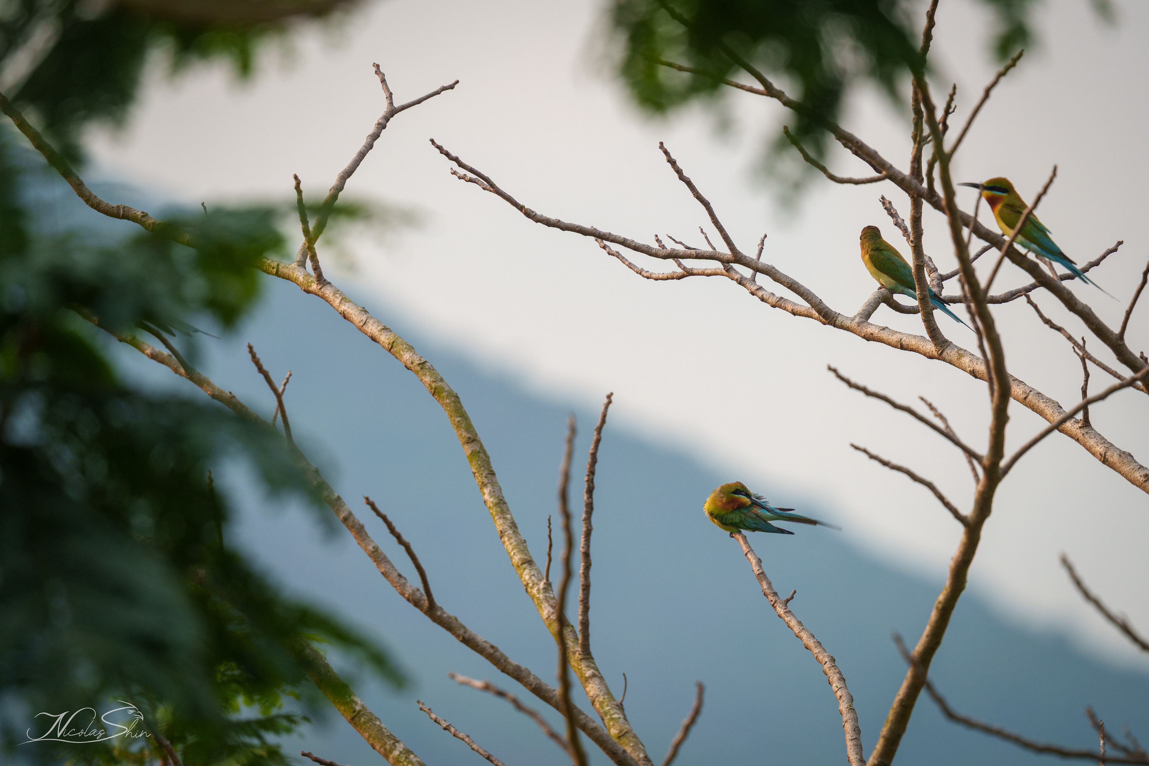 Blue-tailed Bee-eaters