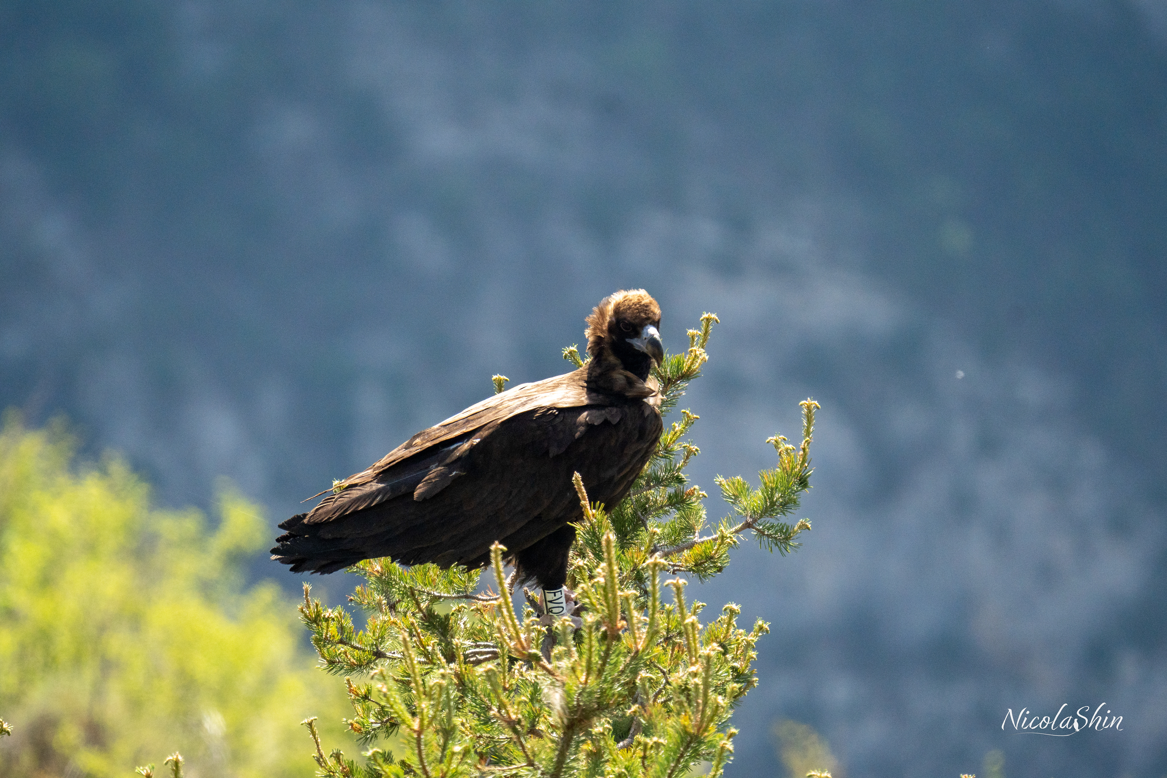 Black vulture (Vautour Moine)