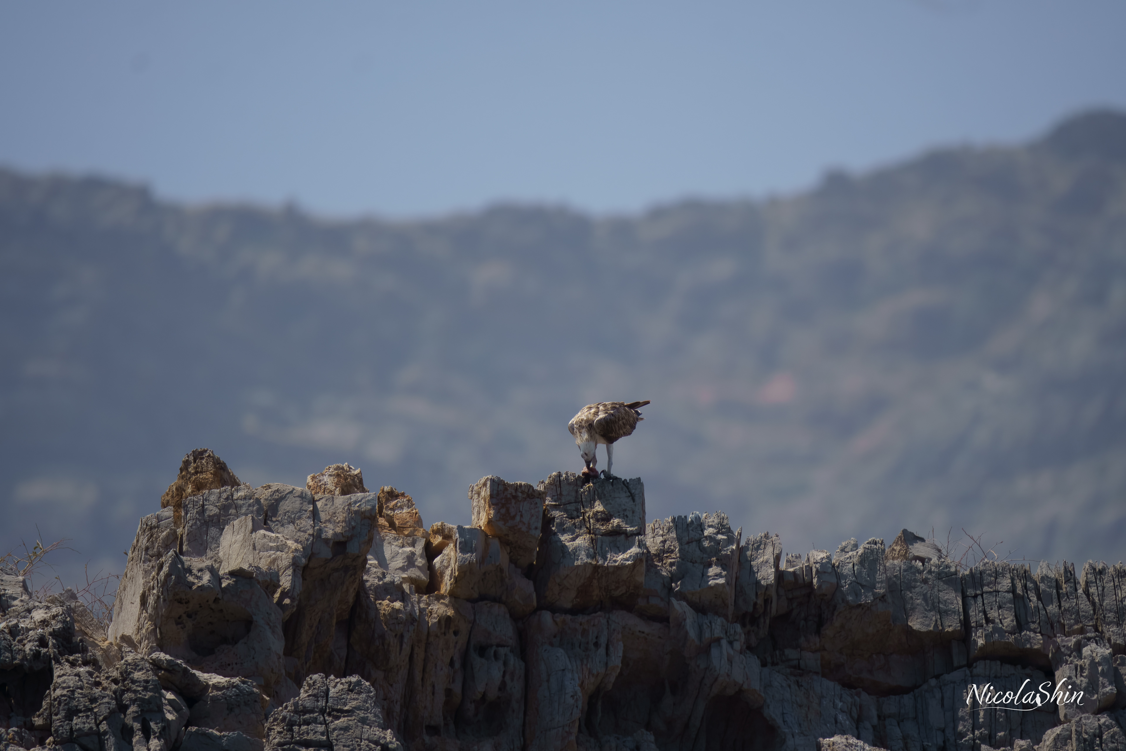 Osprey
