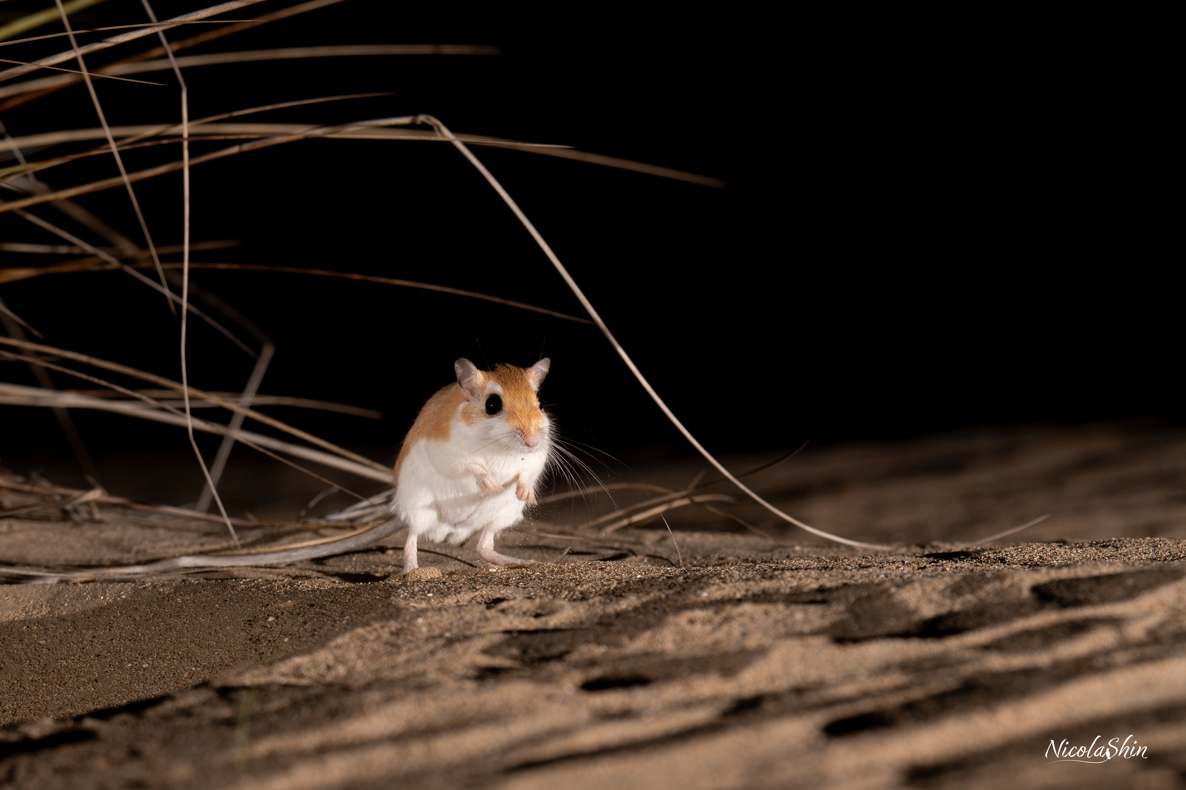 Cheesman gerbil