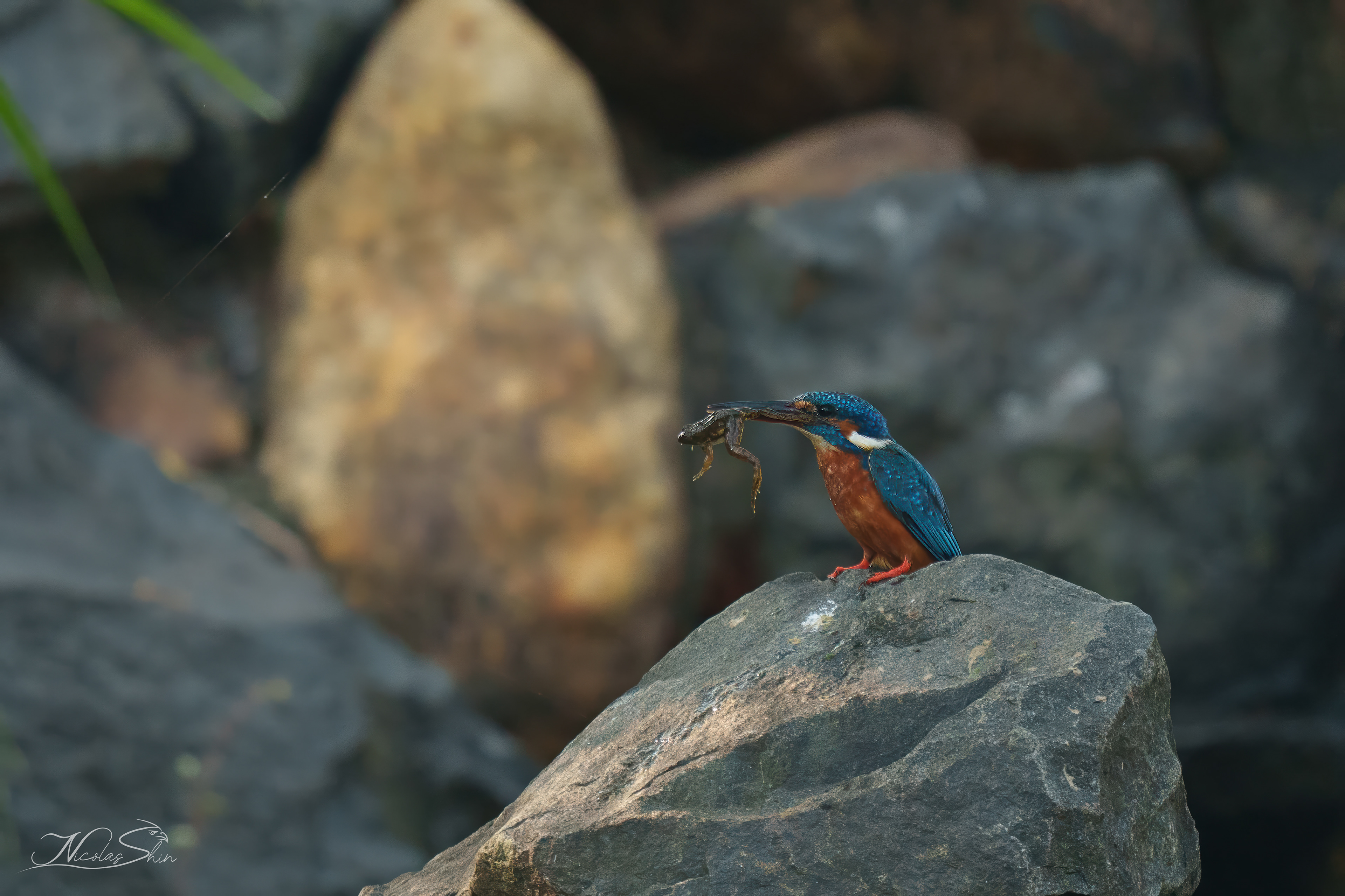 Common Kingfisher