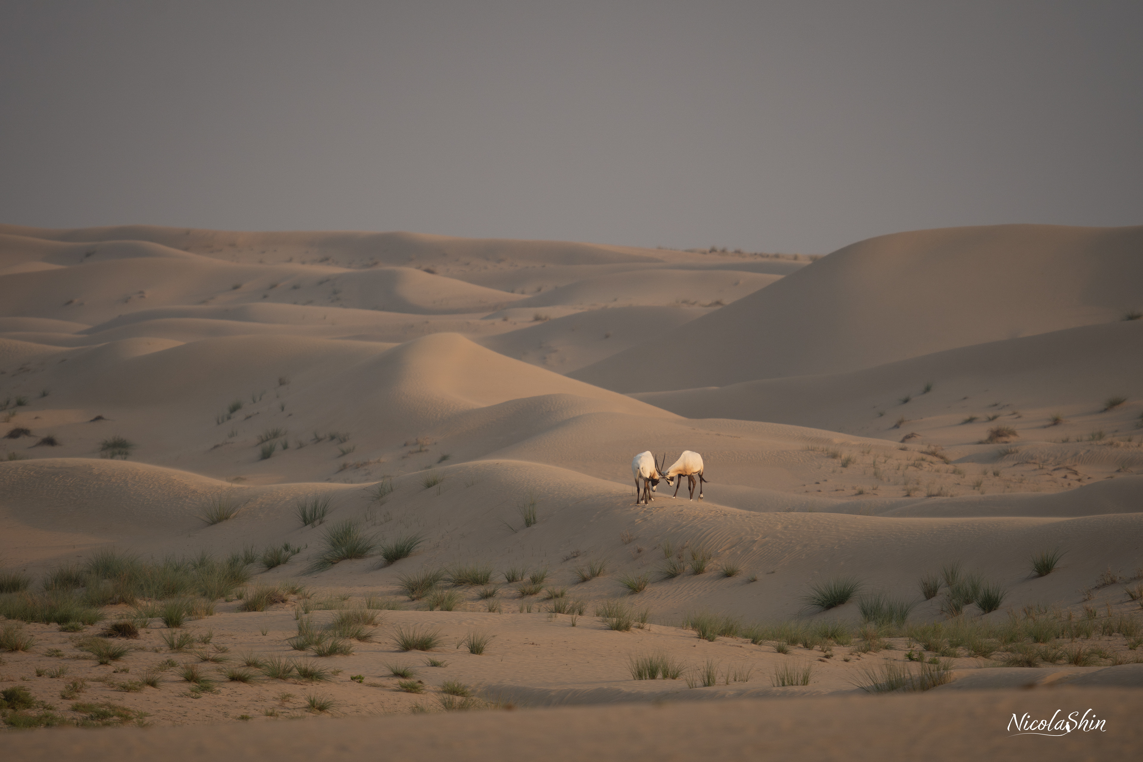 Arabian Oryx