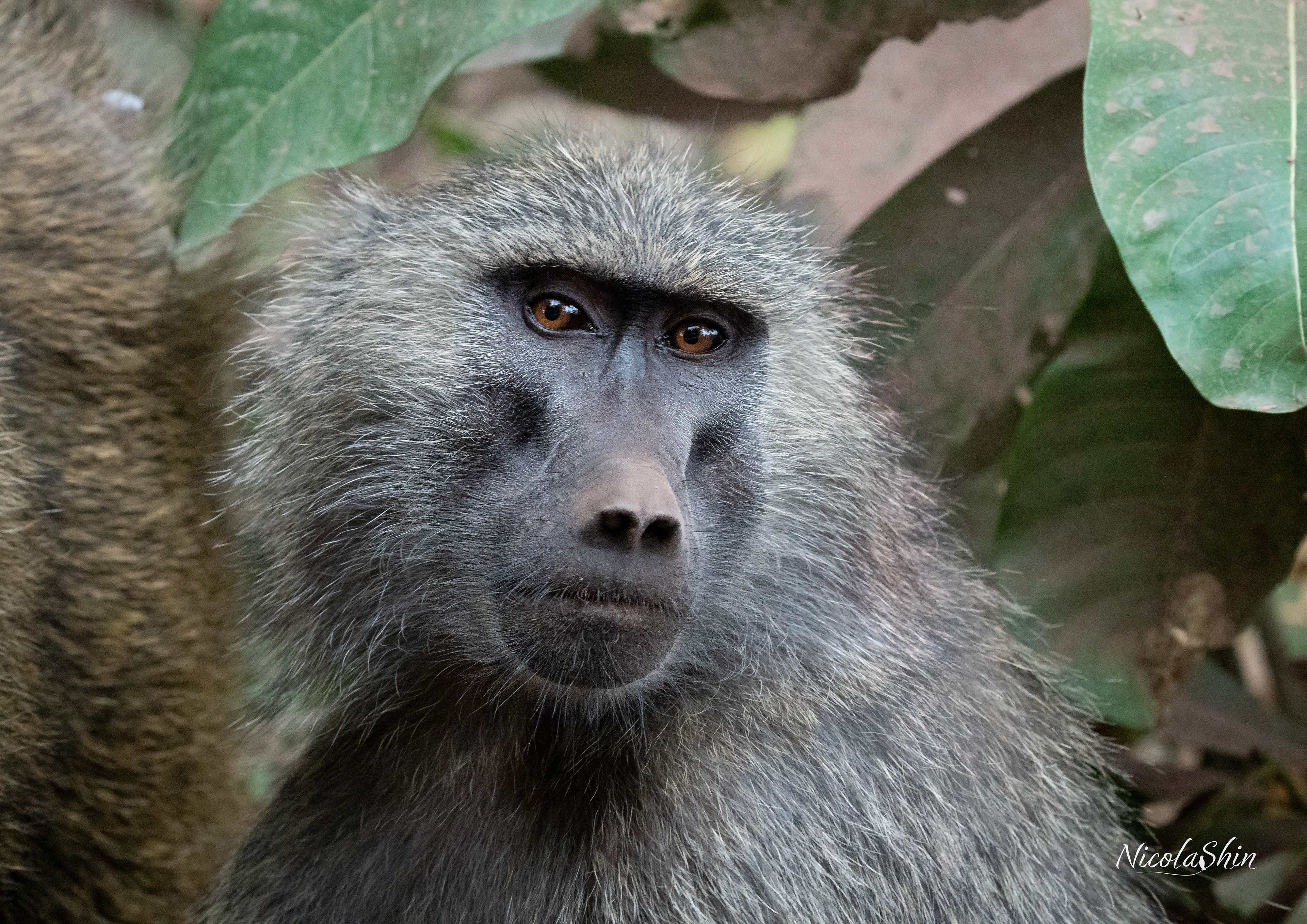 Baboon