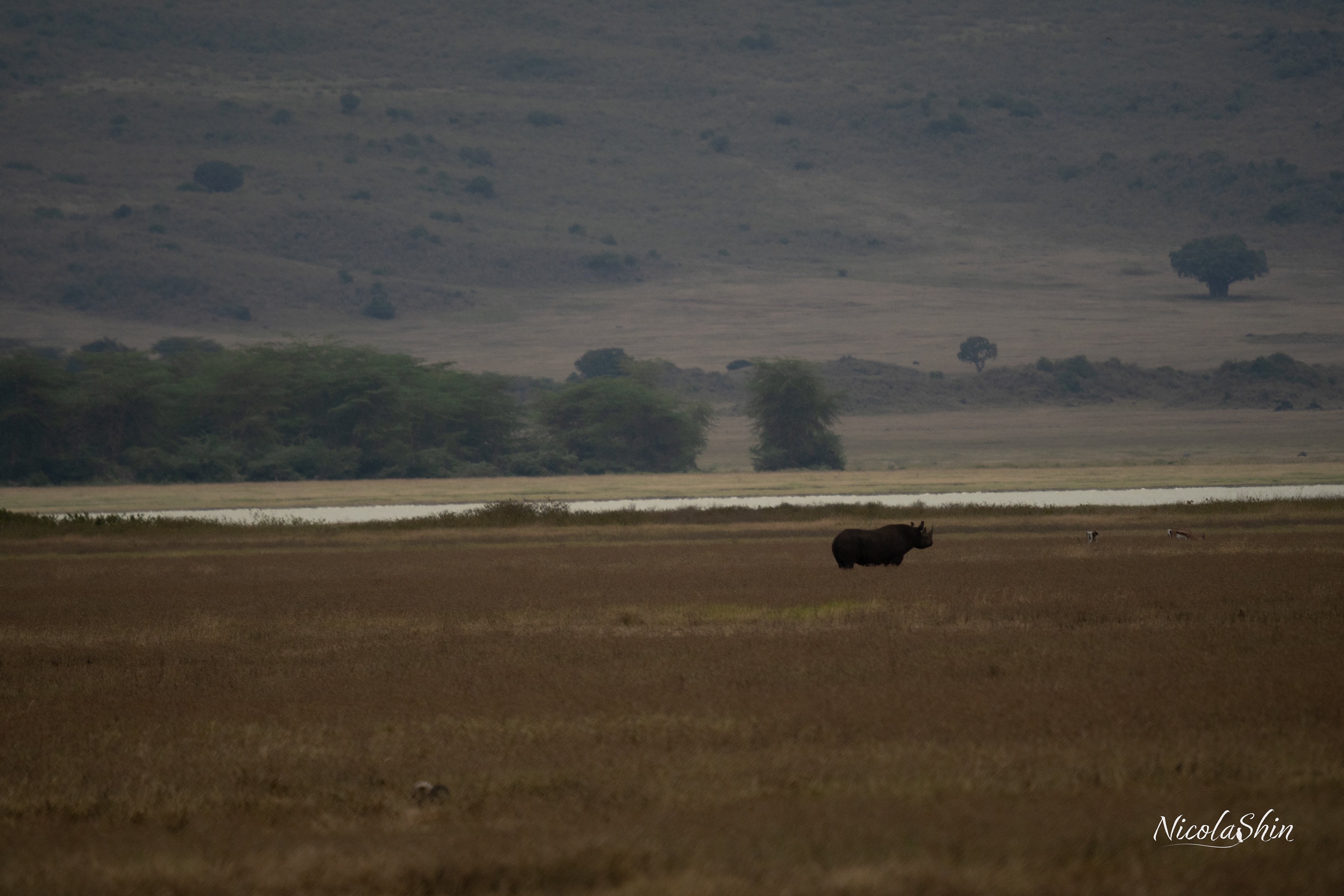 Black Rhino