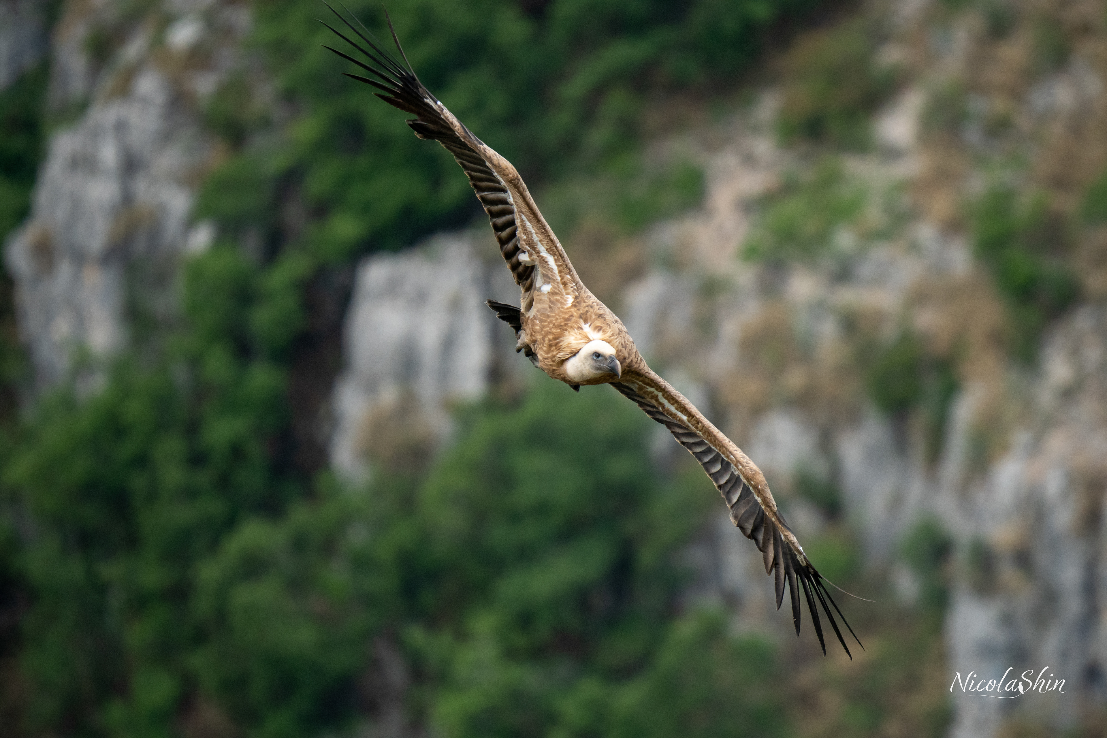 Griffon Vulture