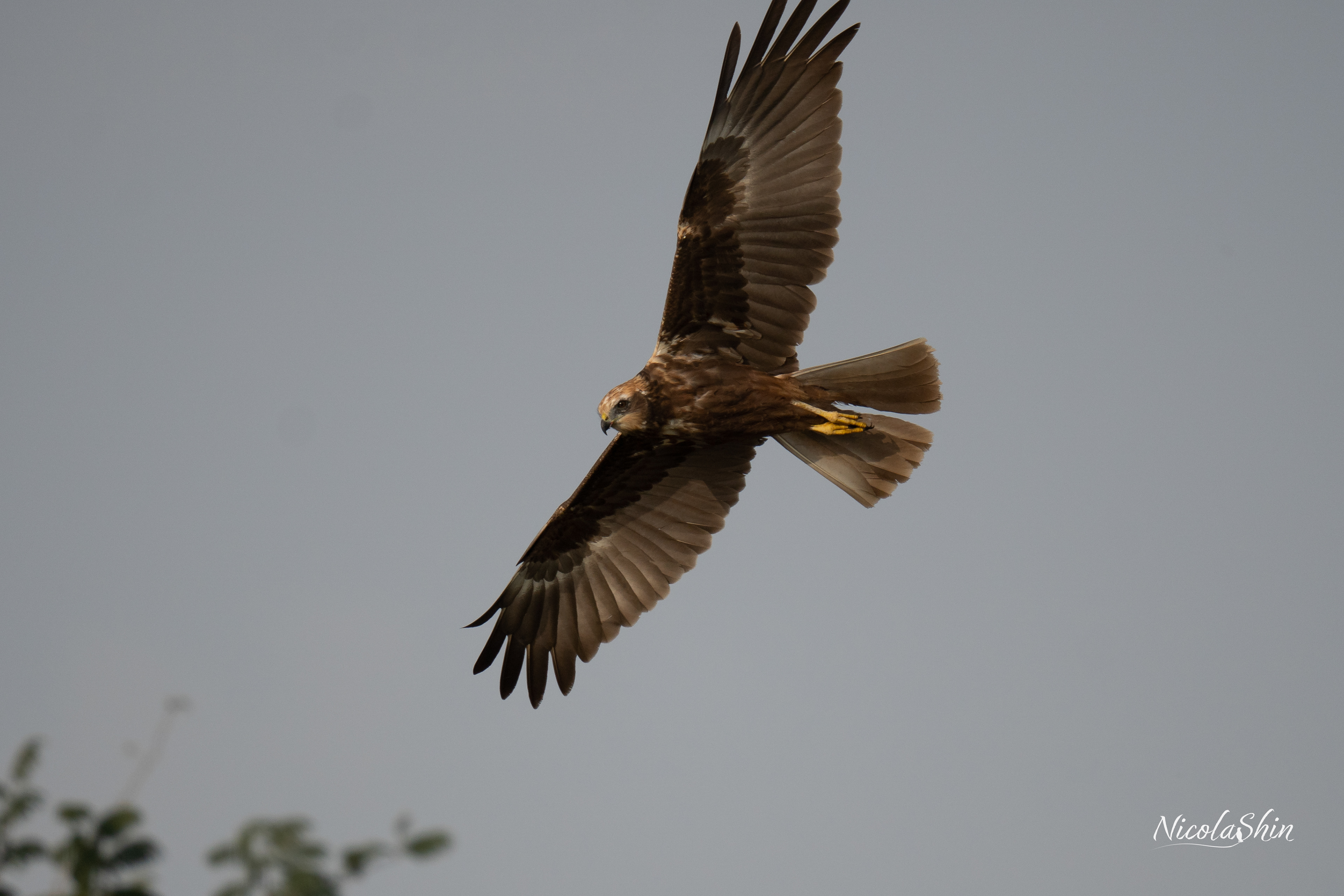 Marsh Harrier
