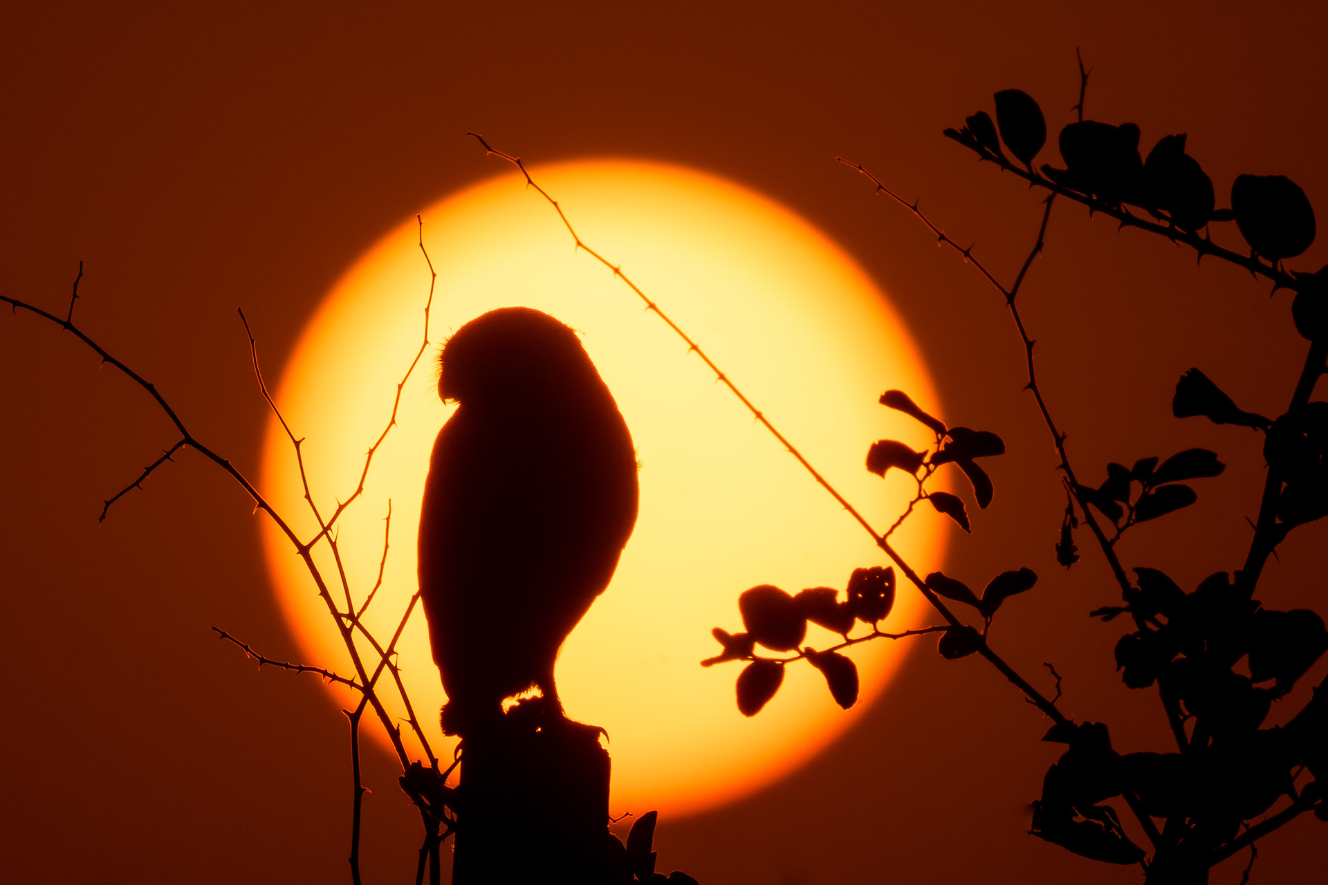 Twilight Sentinel