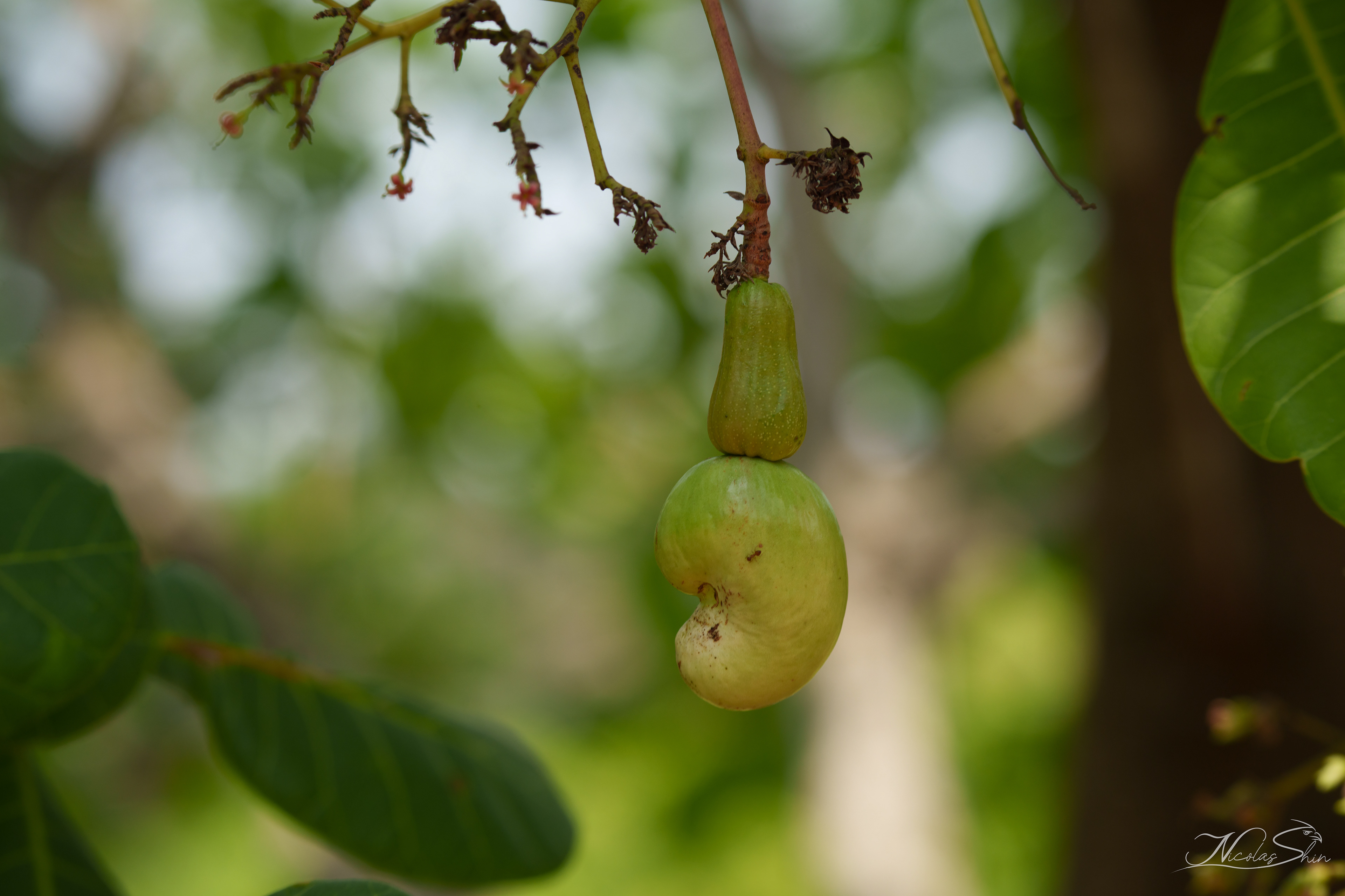 Cashew
