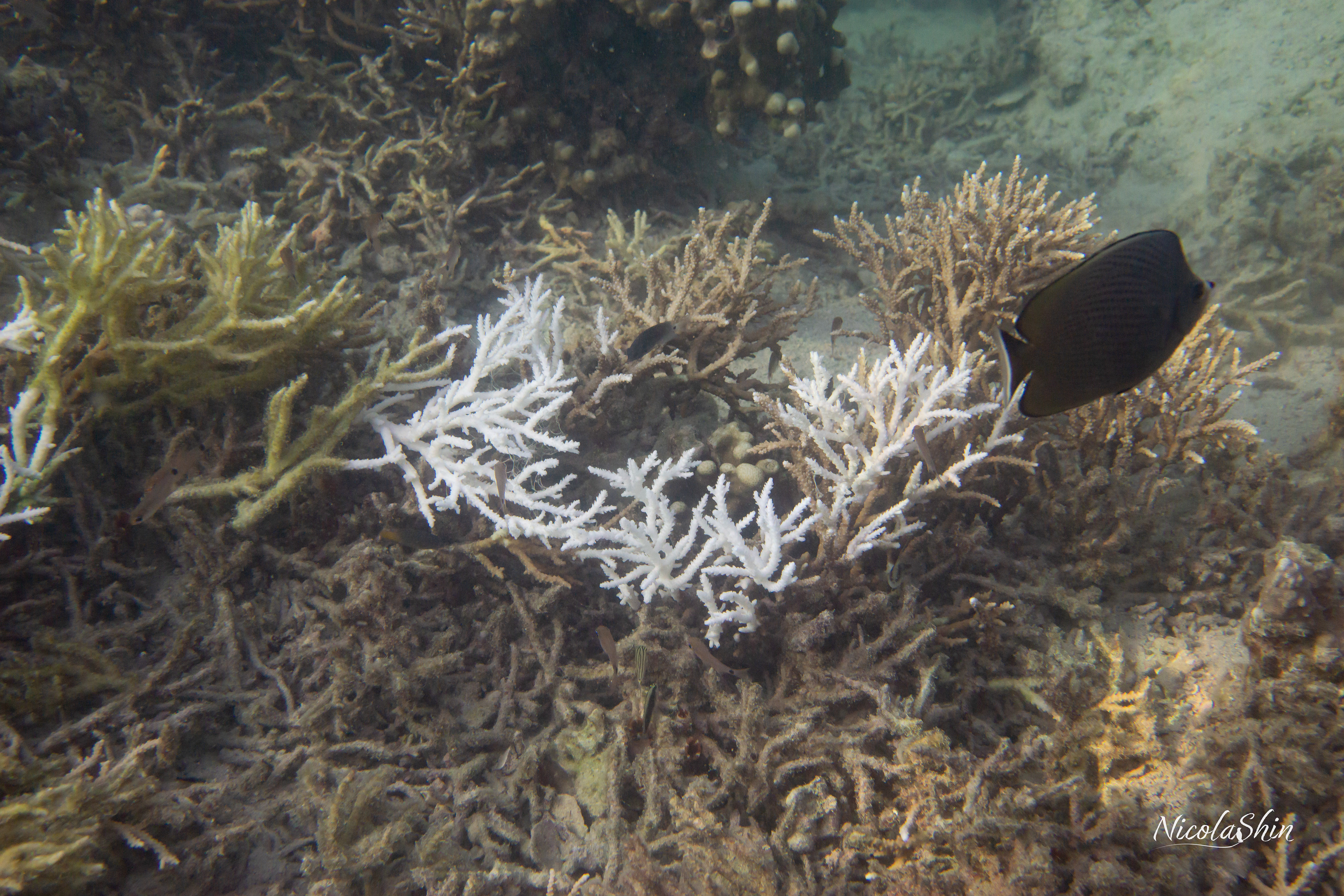 Coral bleaching