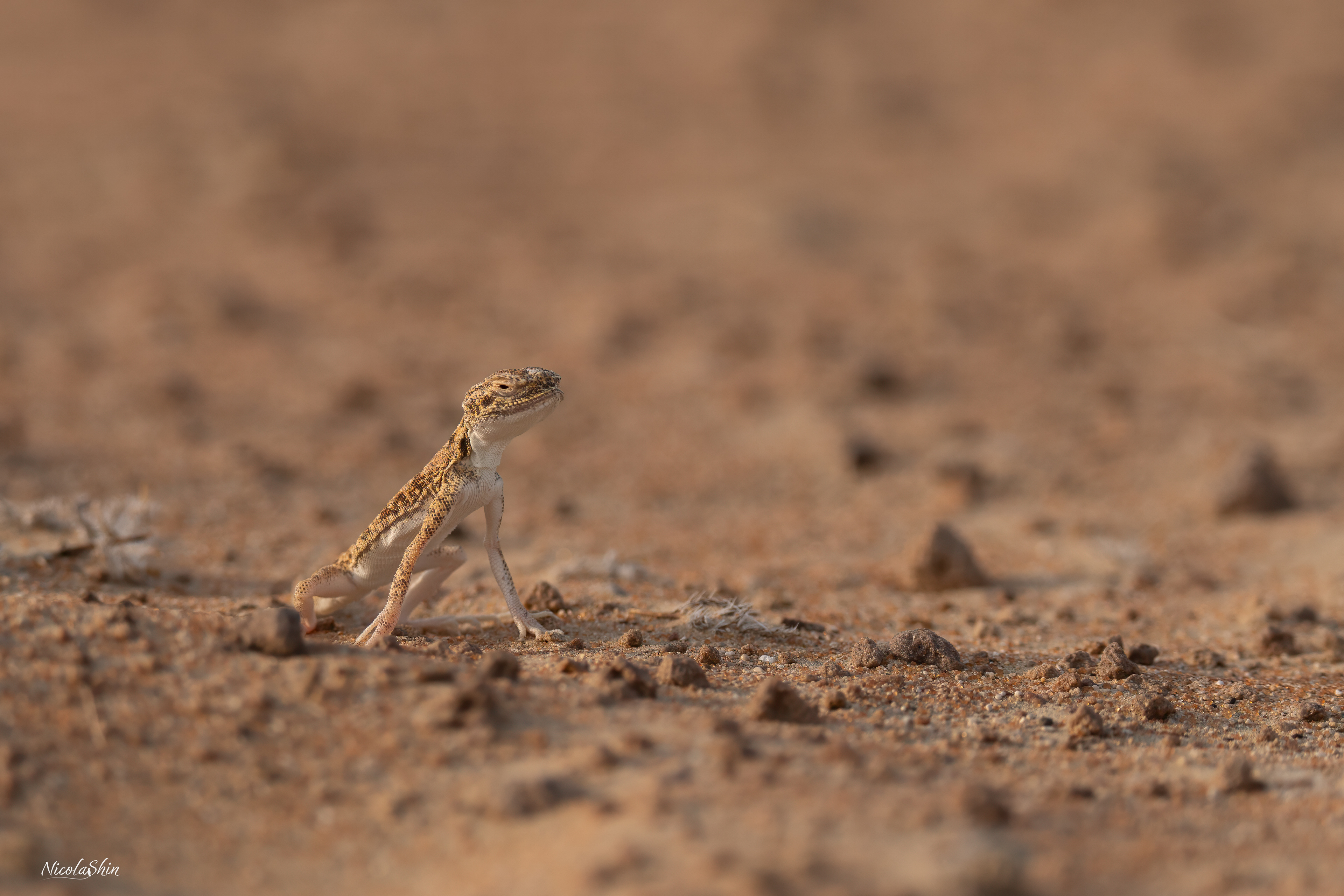Arabian Toad-headed Agama