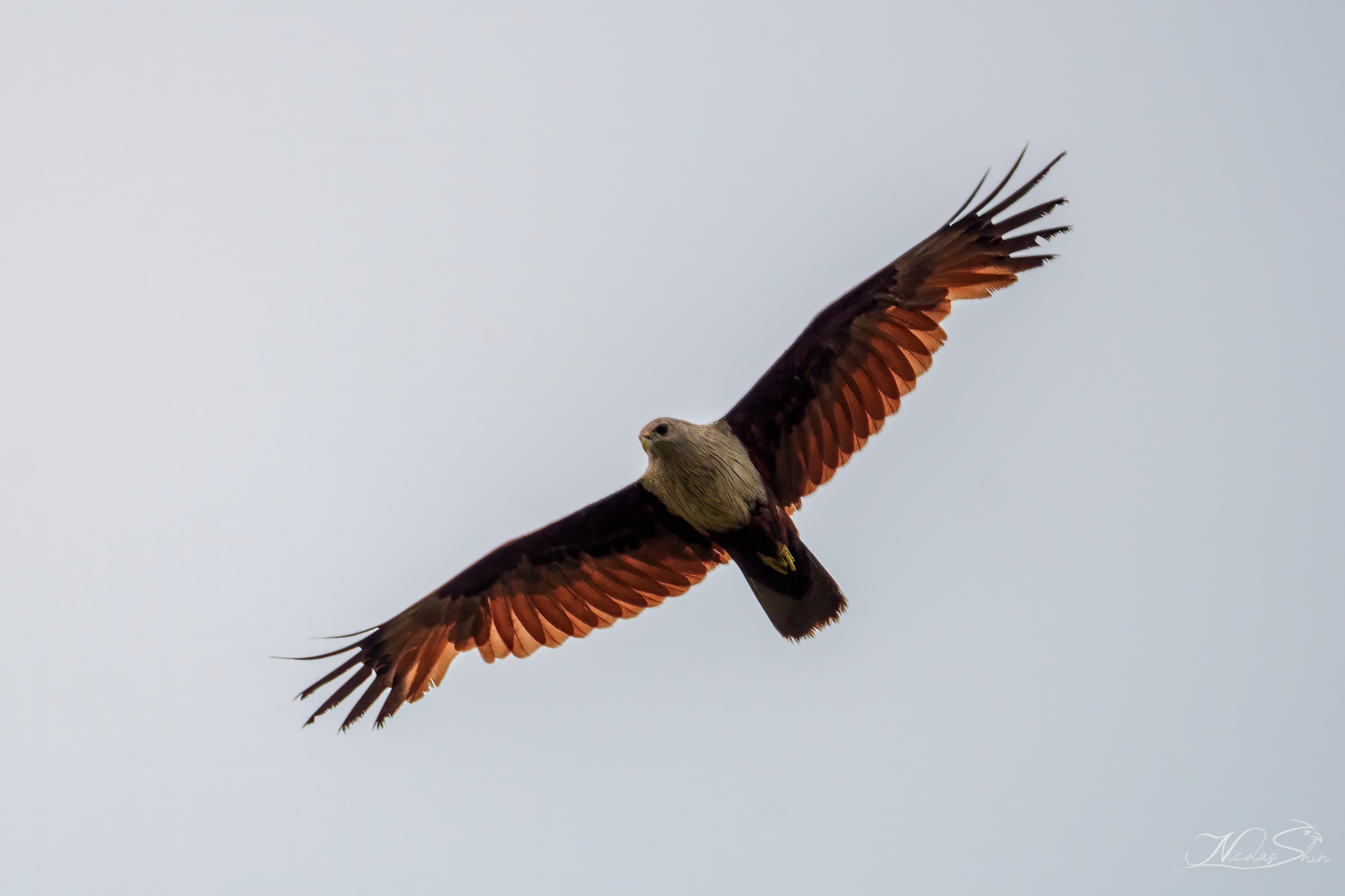 Terribly bad photo of a Brahminy kite