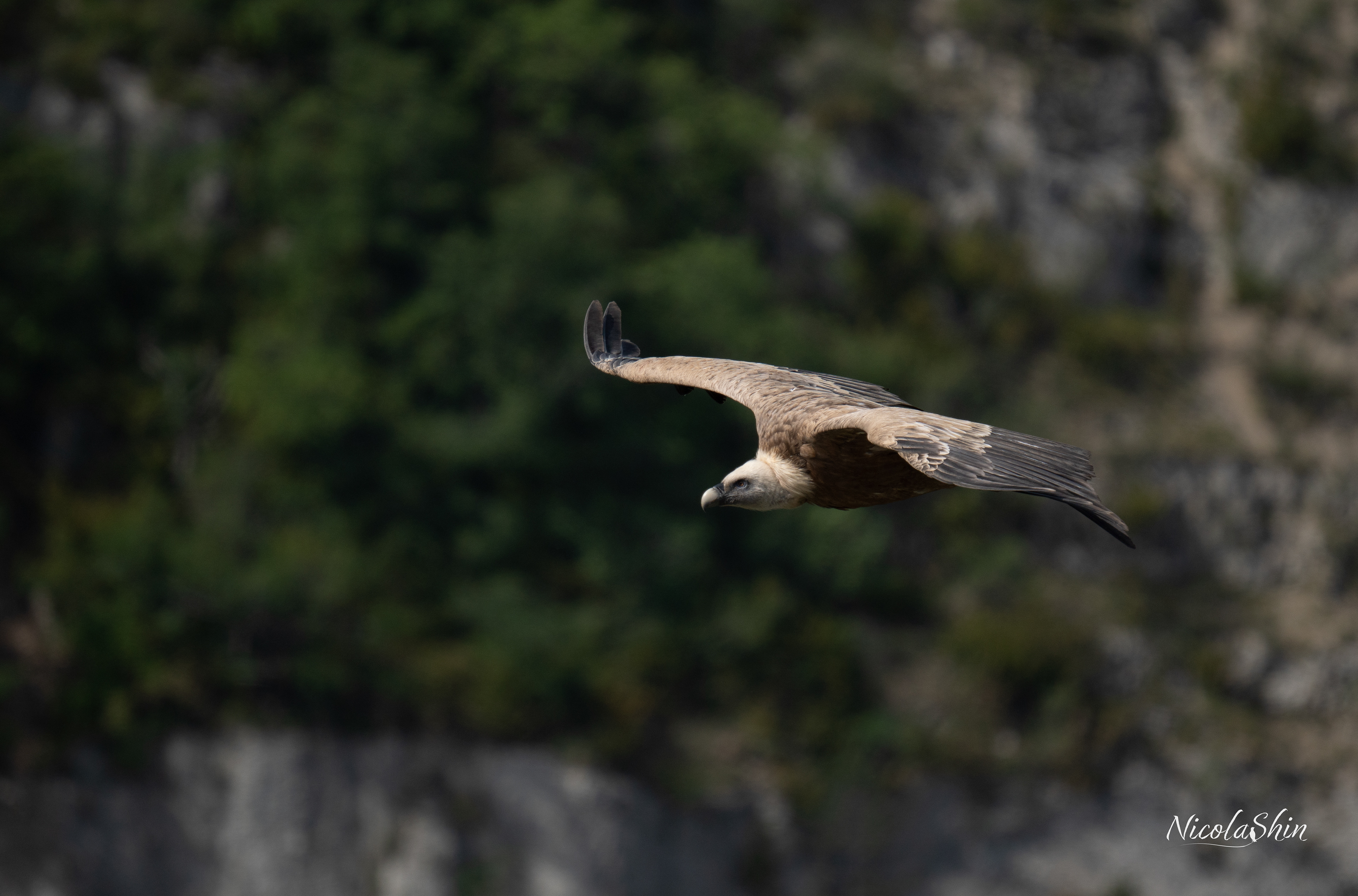 Griffon Vulture