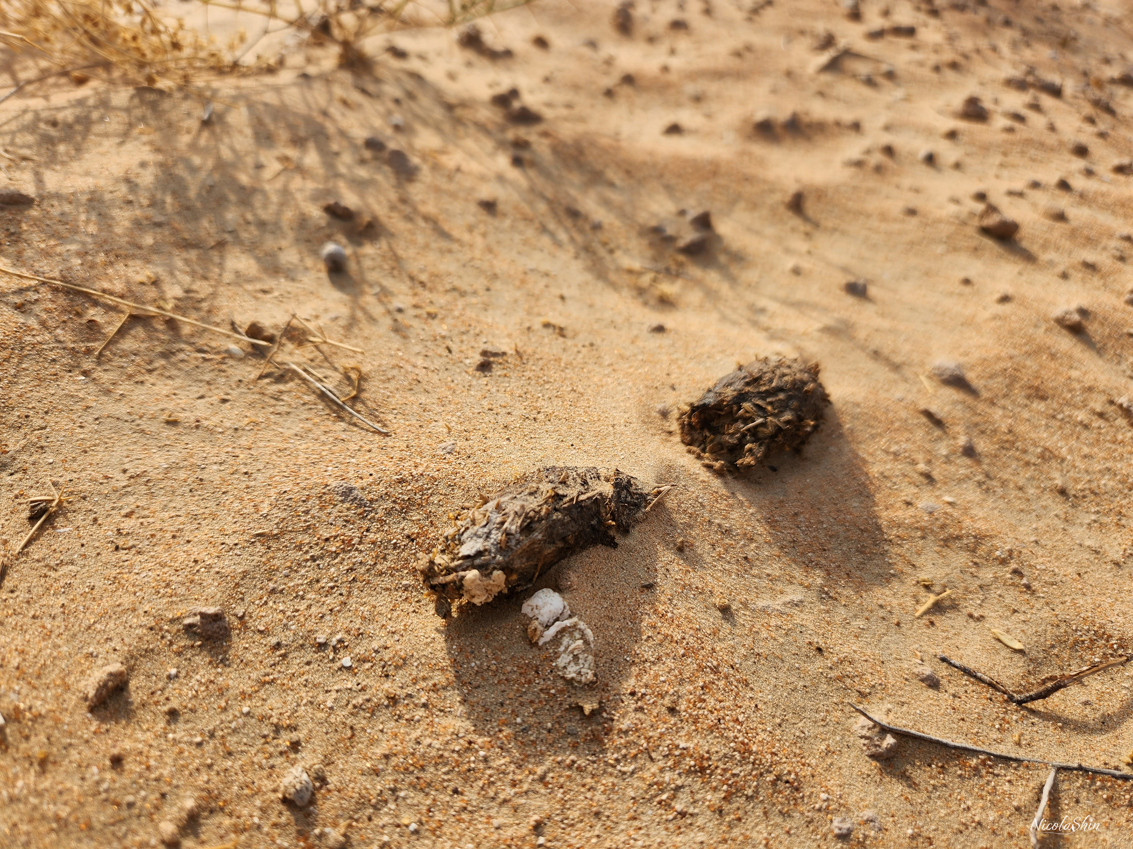 Spiny-tailed lizard faeces