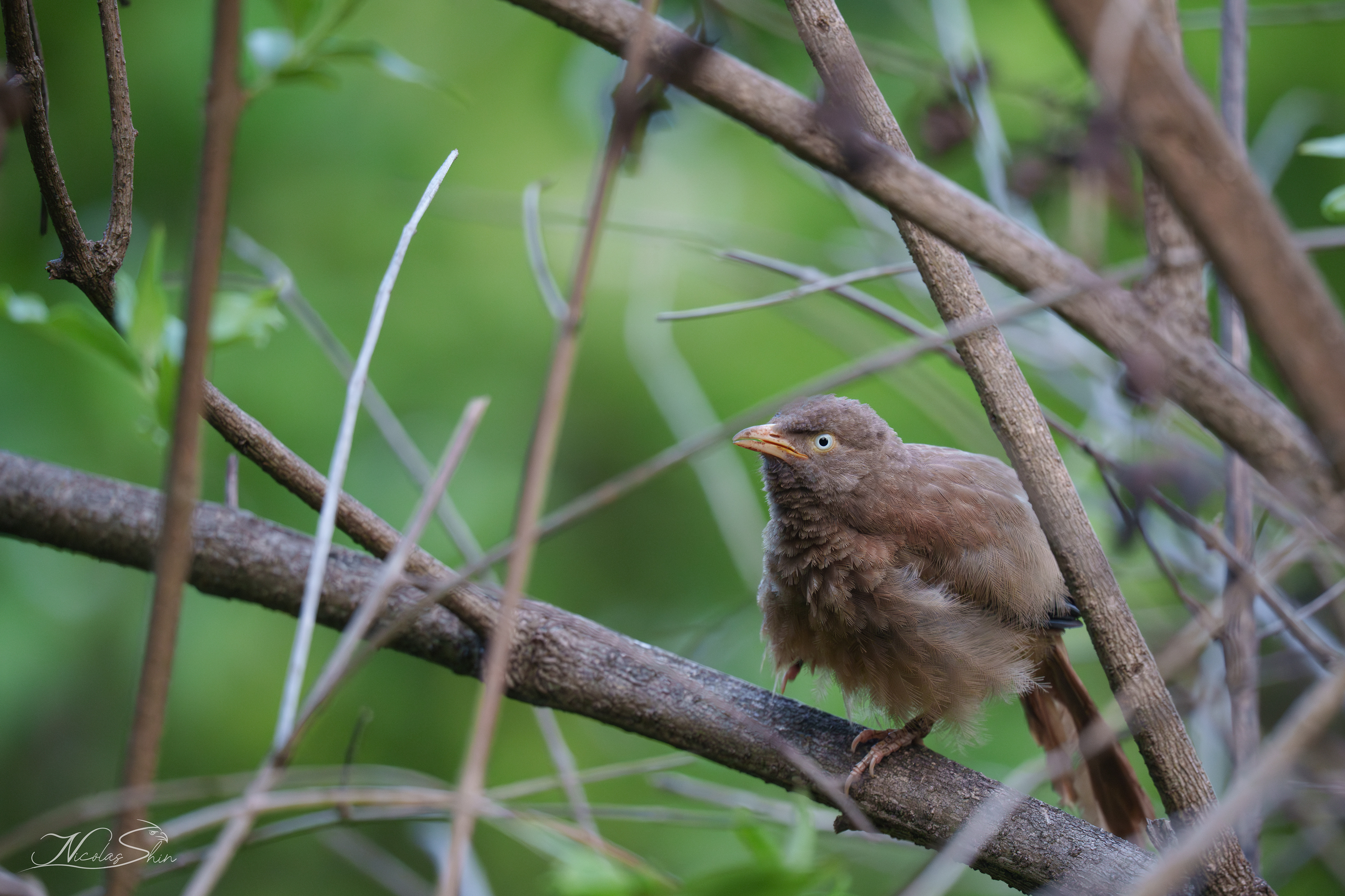jungle babbler