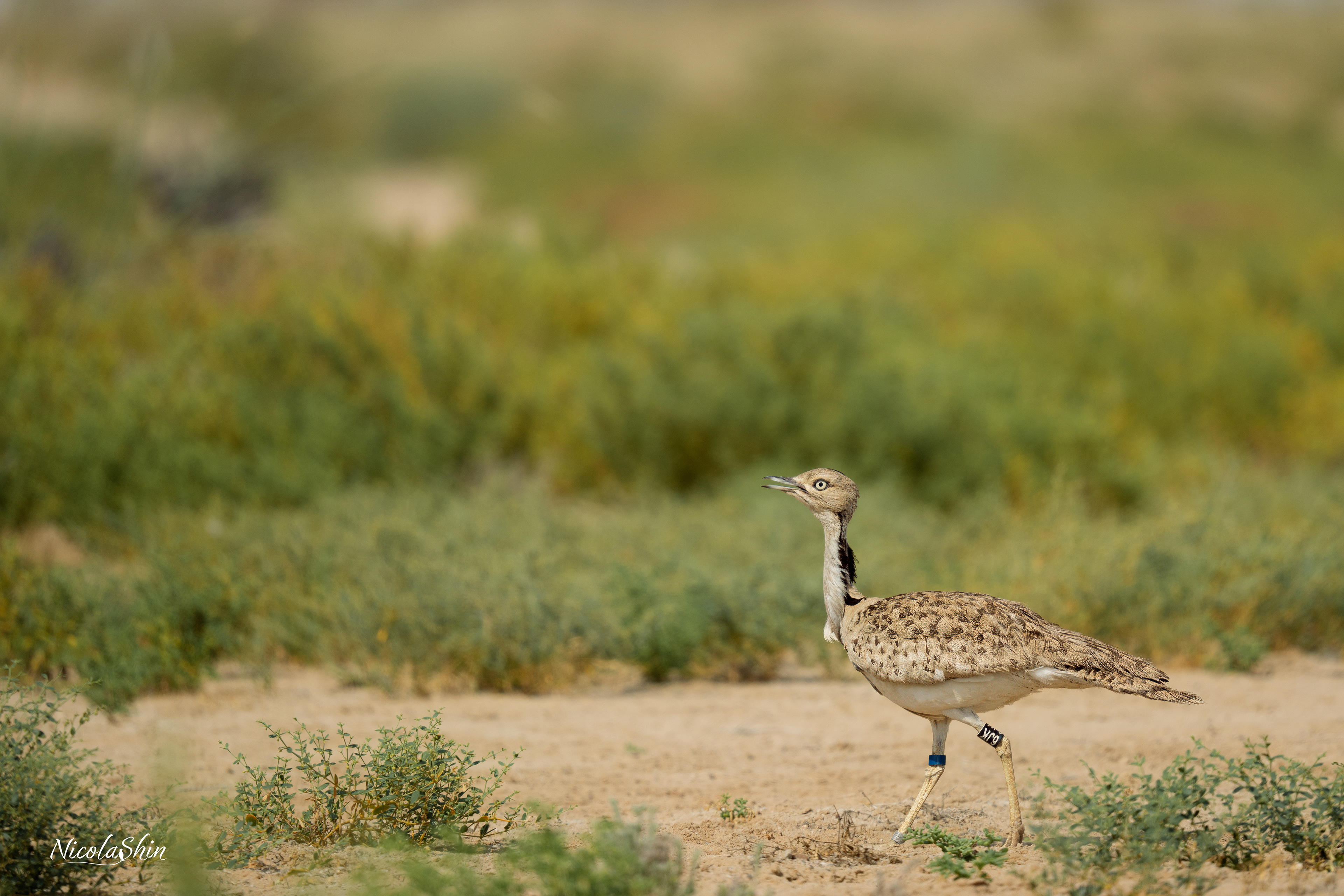 Released Houbara, Al Qudra desert