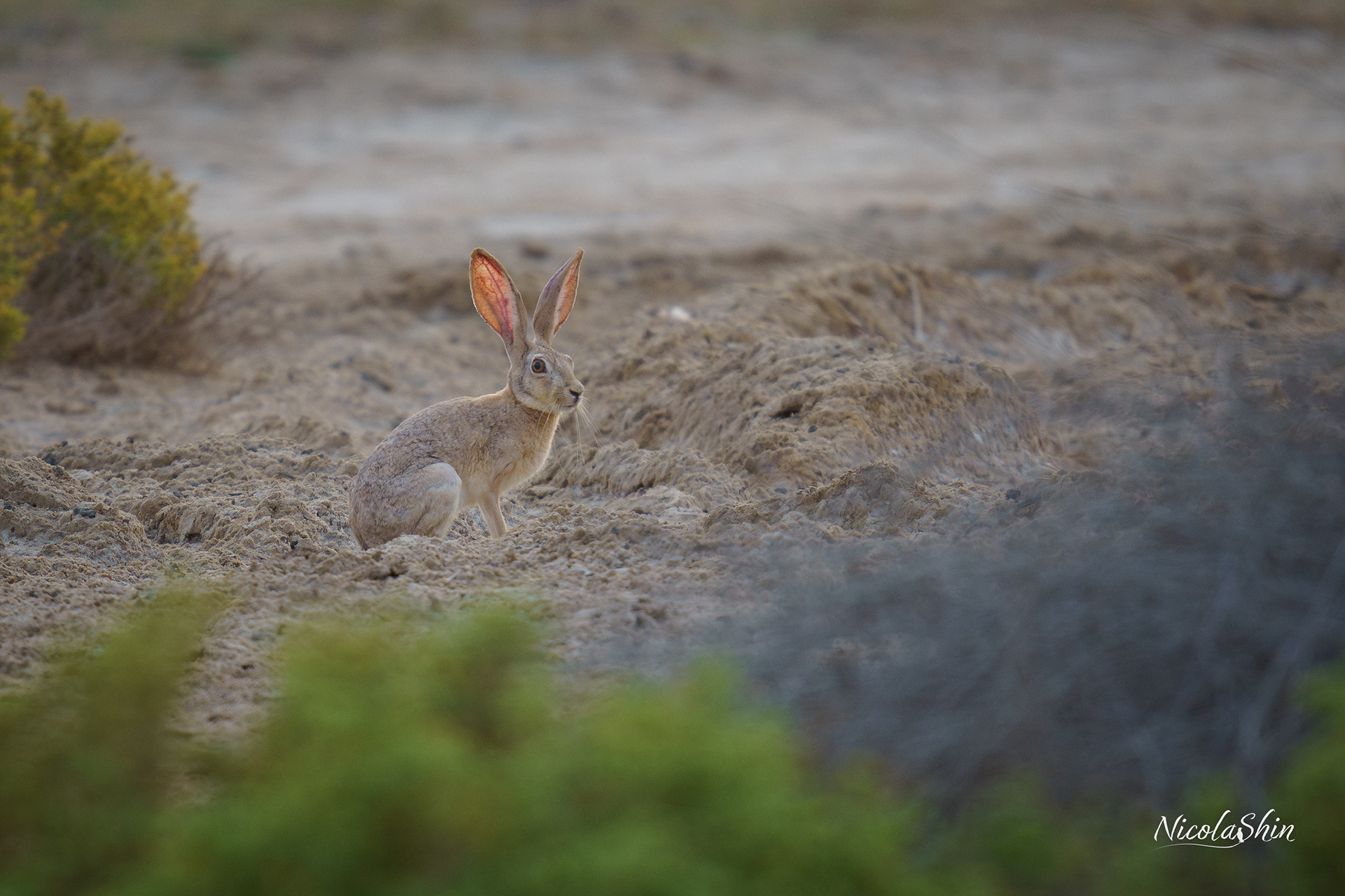 Arabian Hare