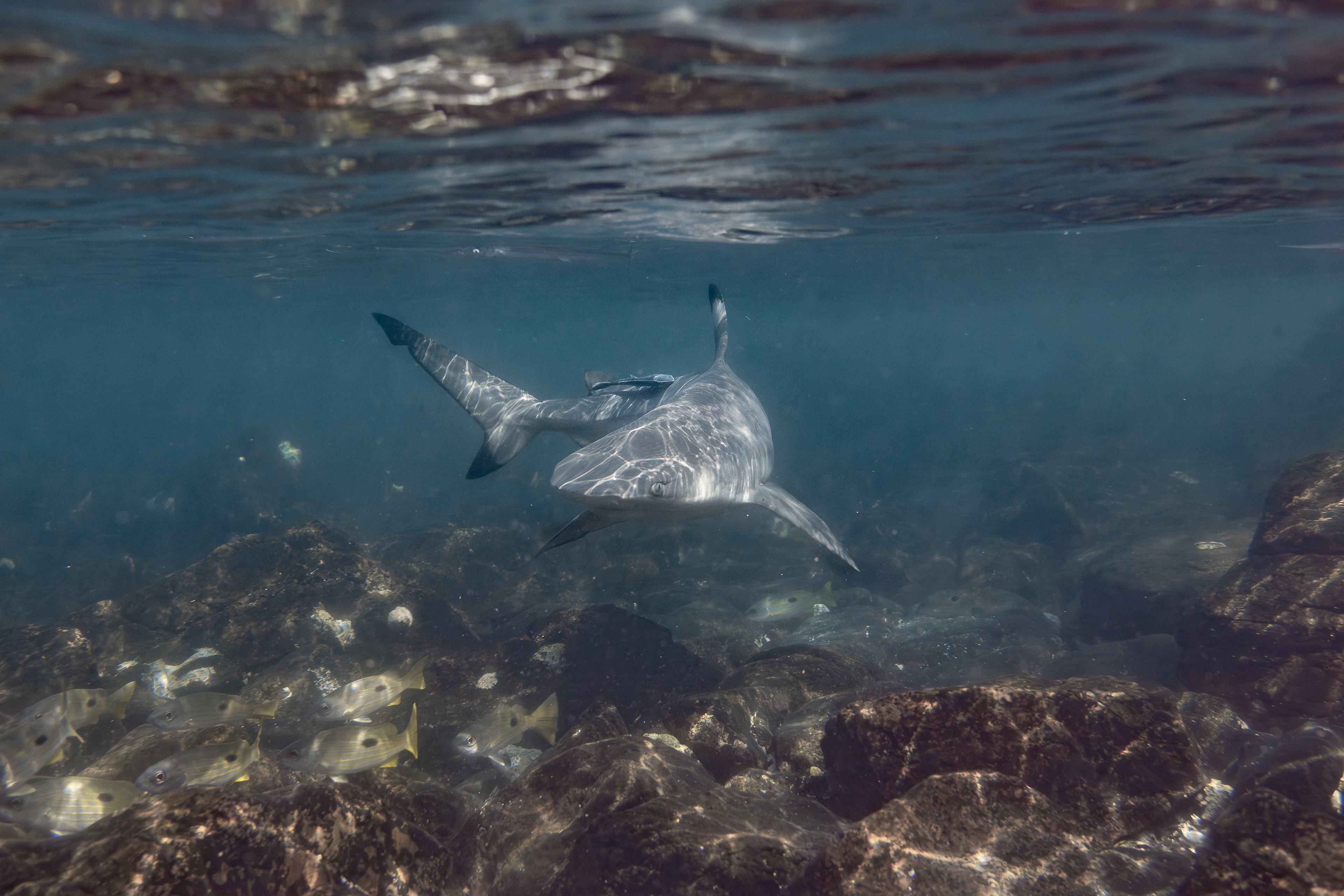 Shadows of the Reef
