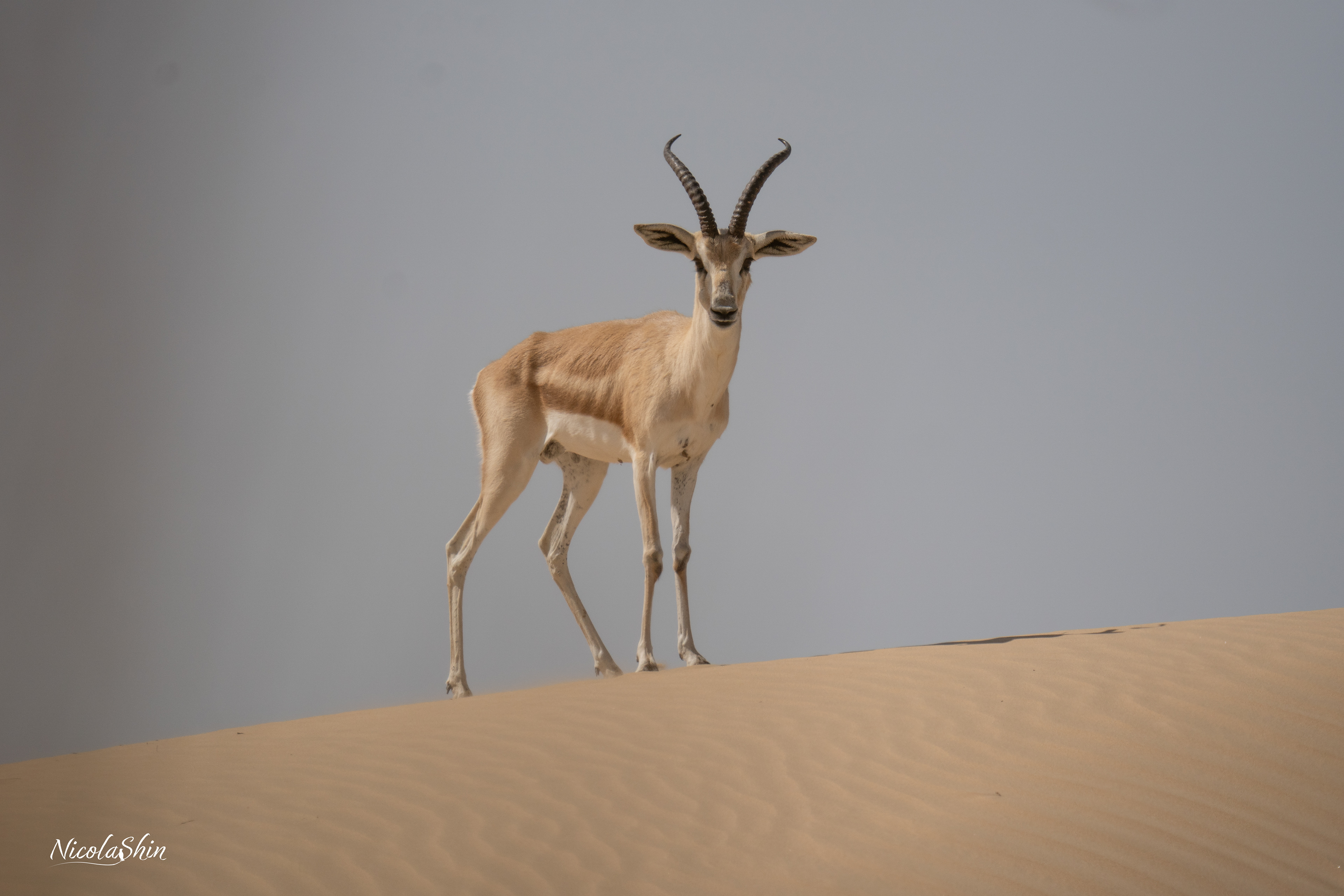 Sand Gazelle