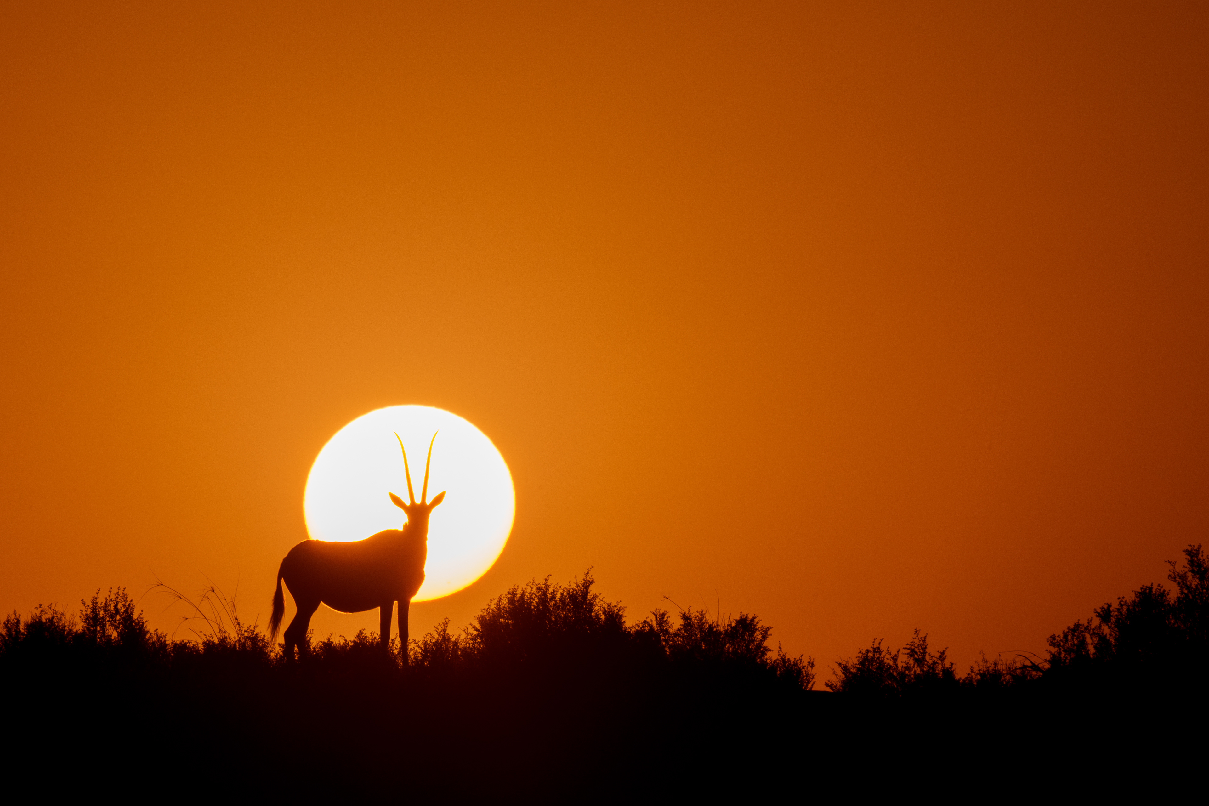 The guardian of the night
