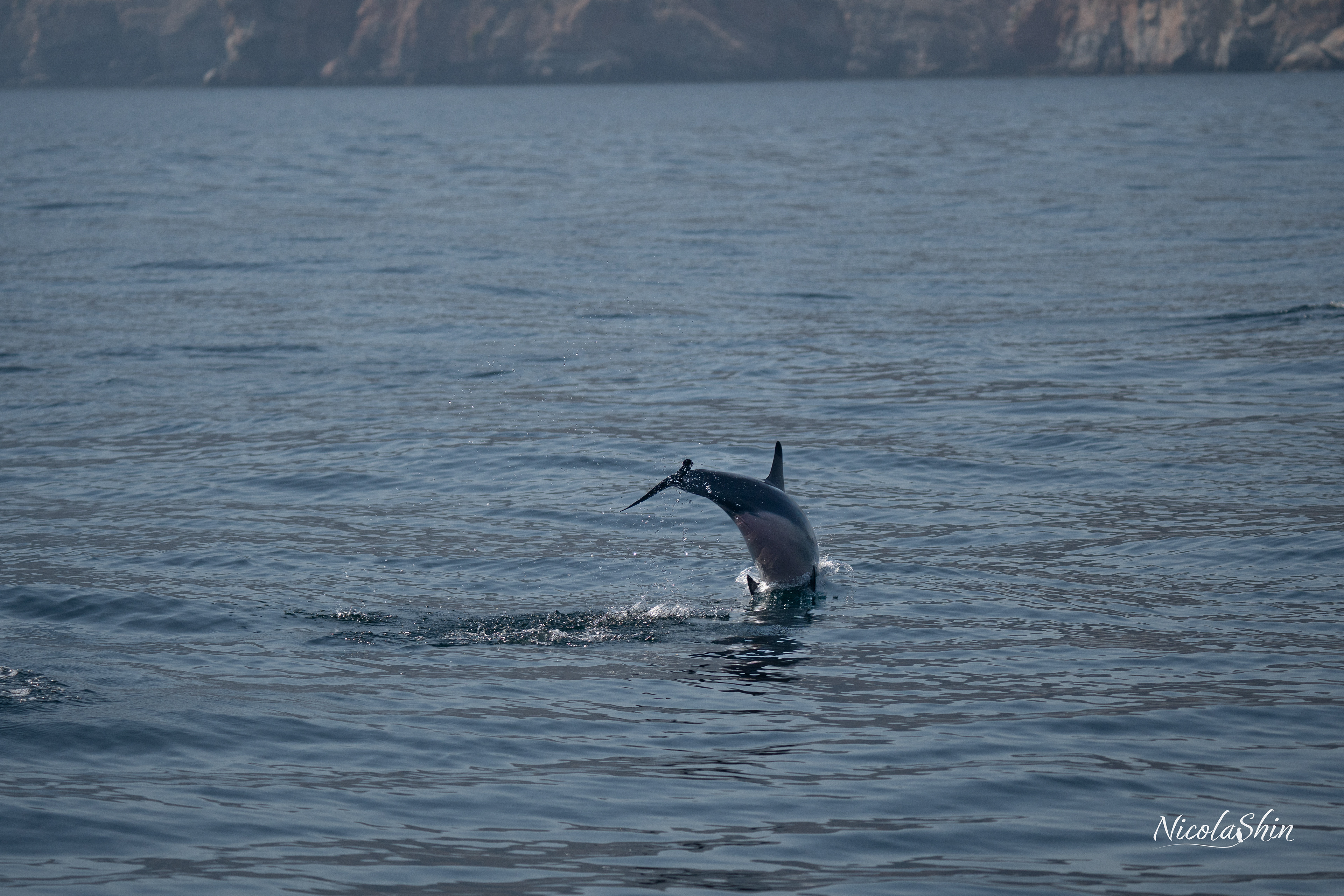 Spinner dolphin