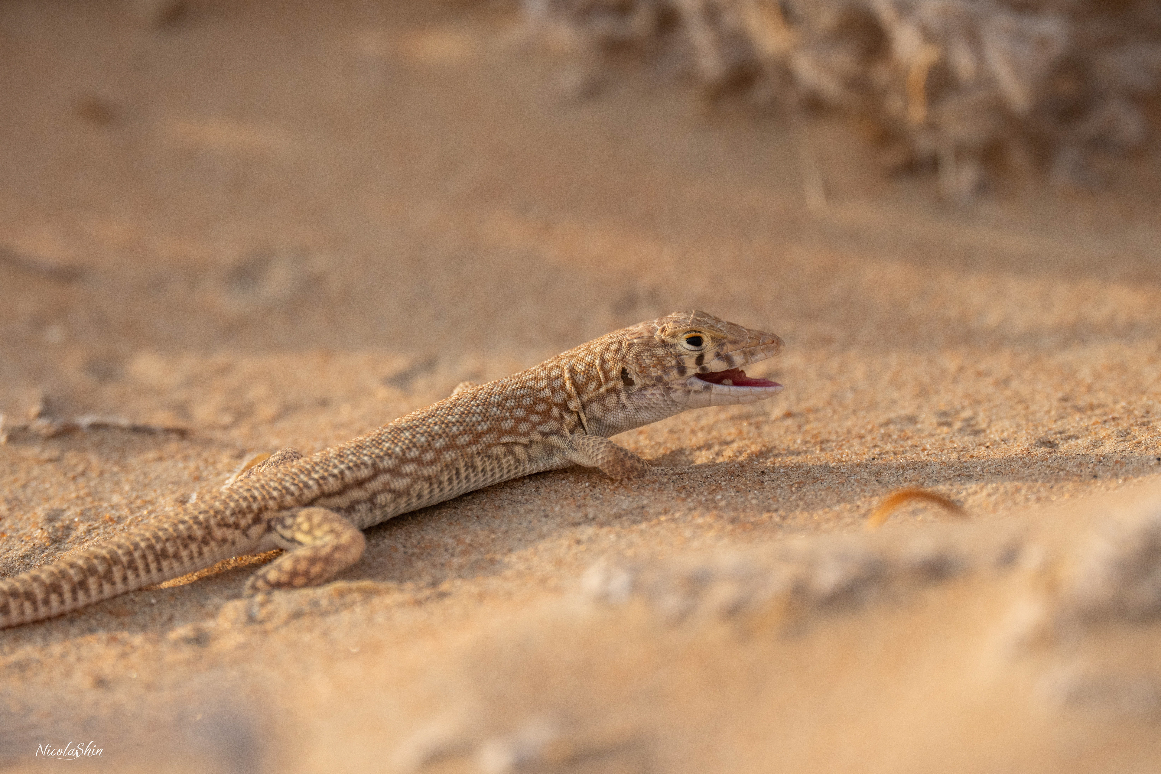 White-spotted Sand Lizard