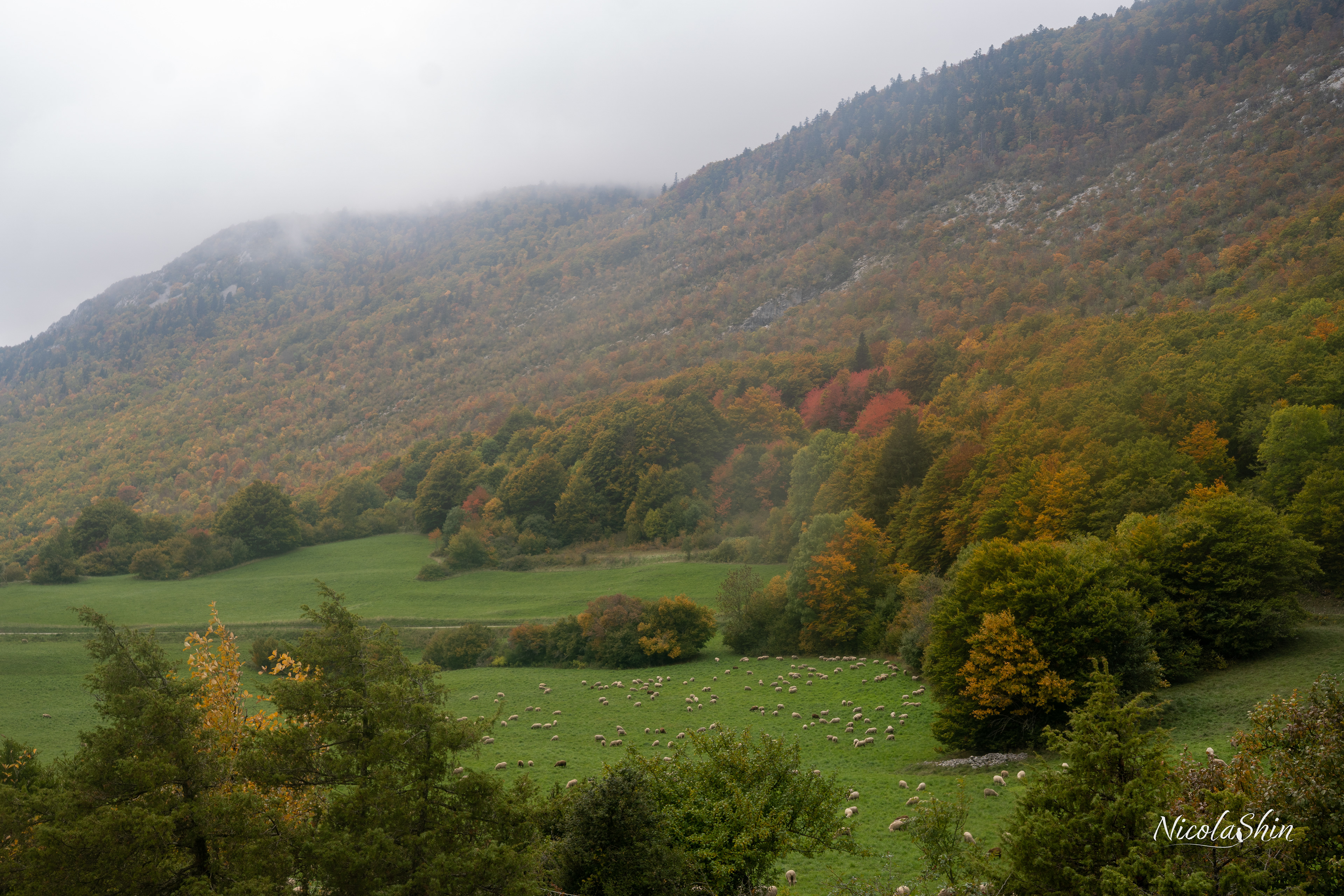Foggy landscape