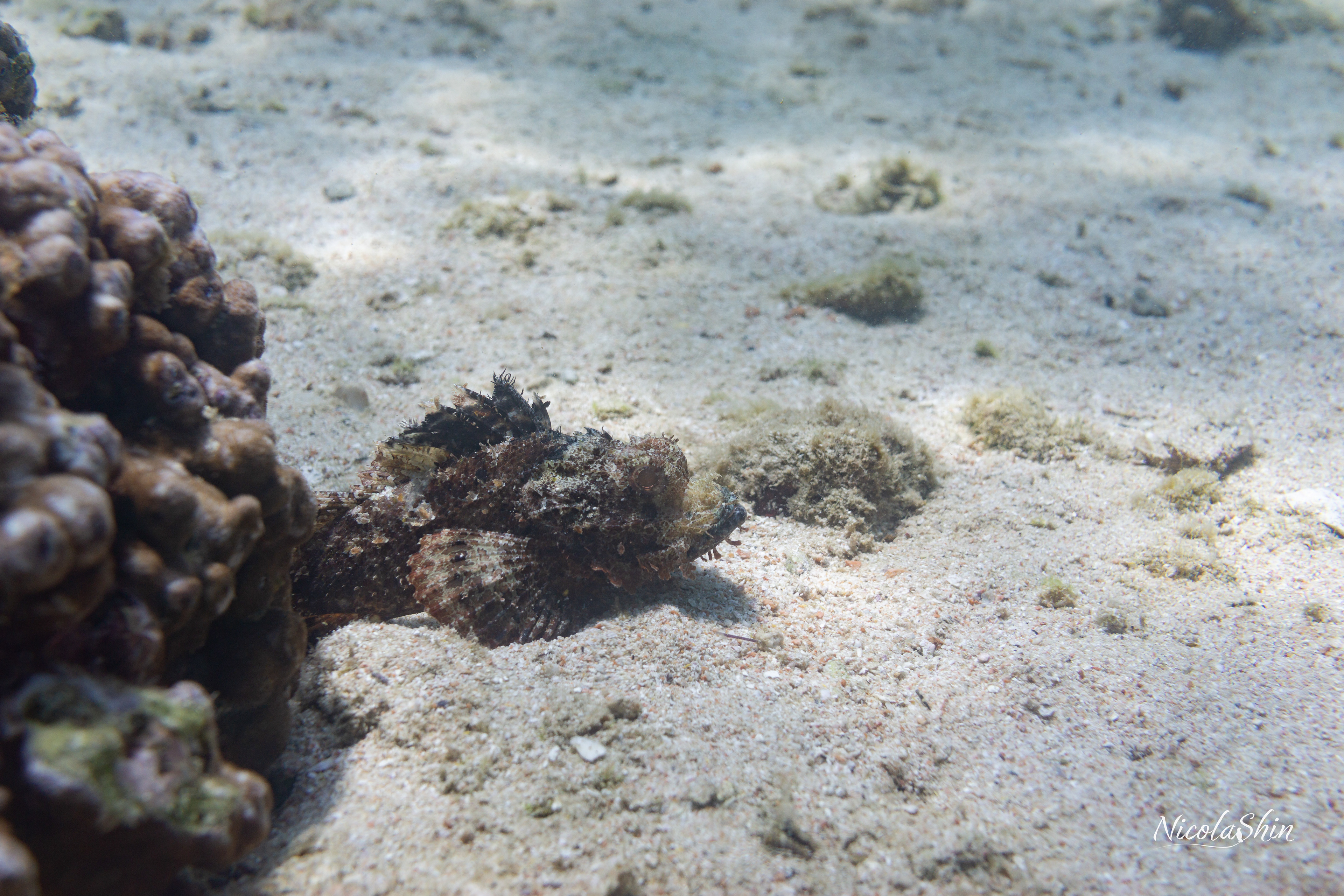 Stonefish