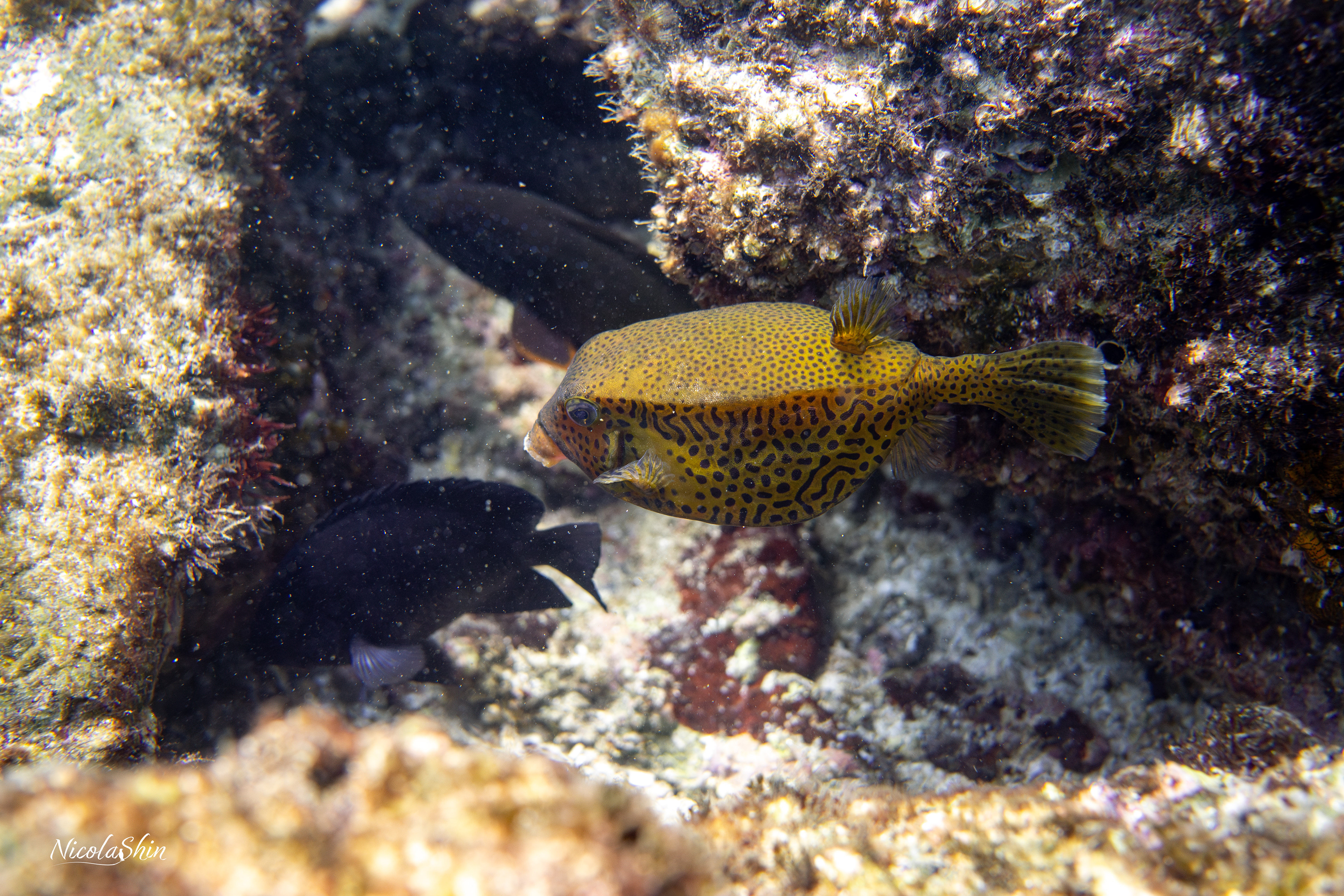 Pufferfish