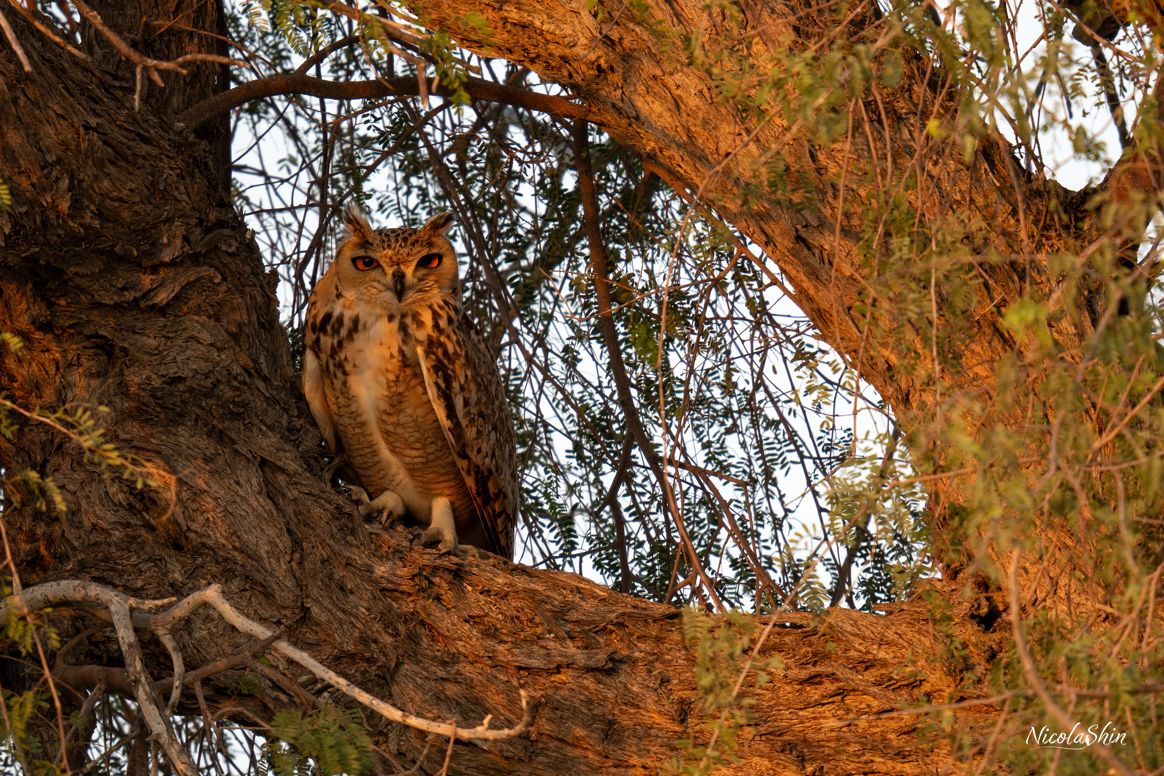 Pharaoh eagle-owl