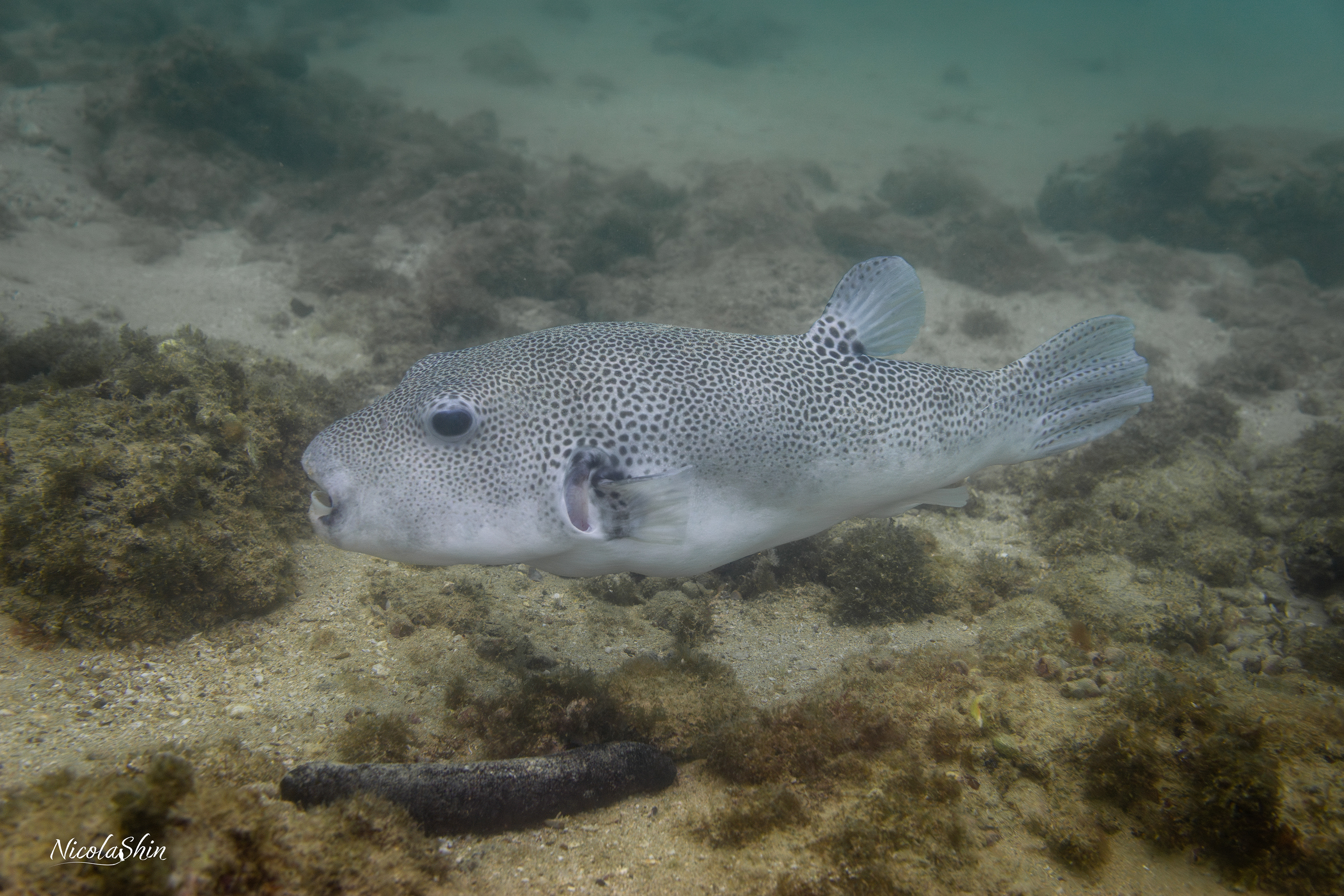 Pufferfish