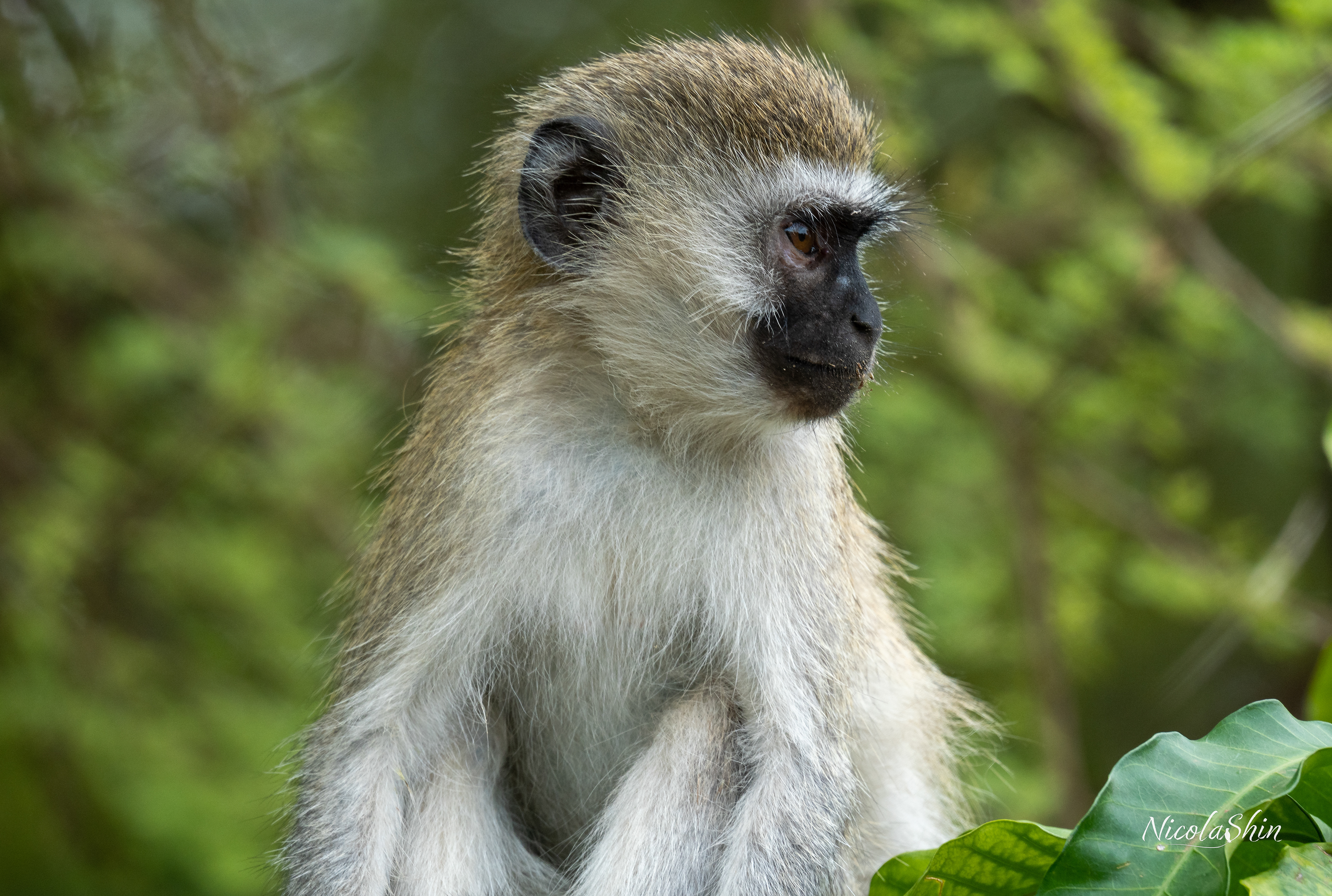 Velvet Monkey