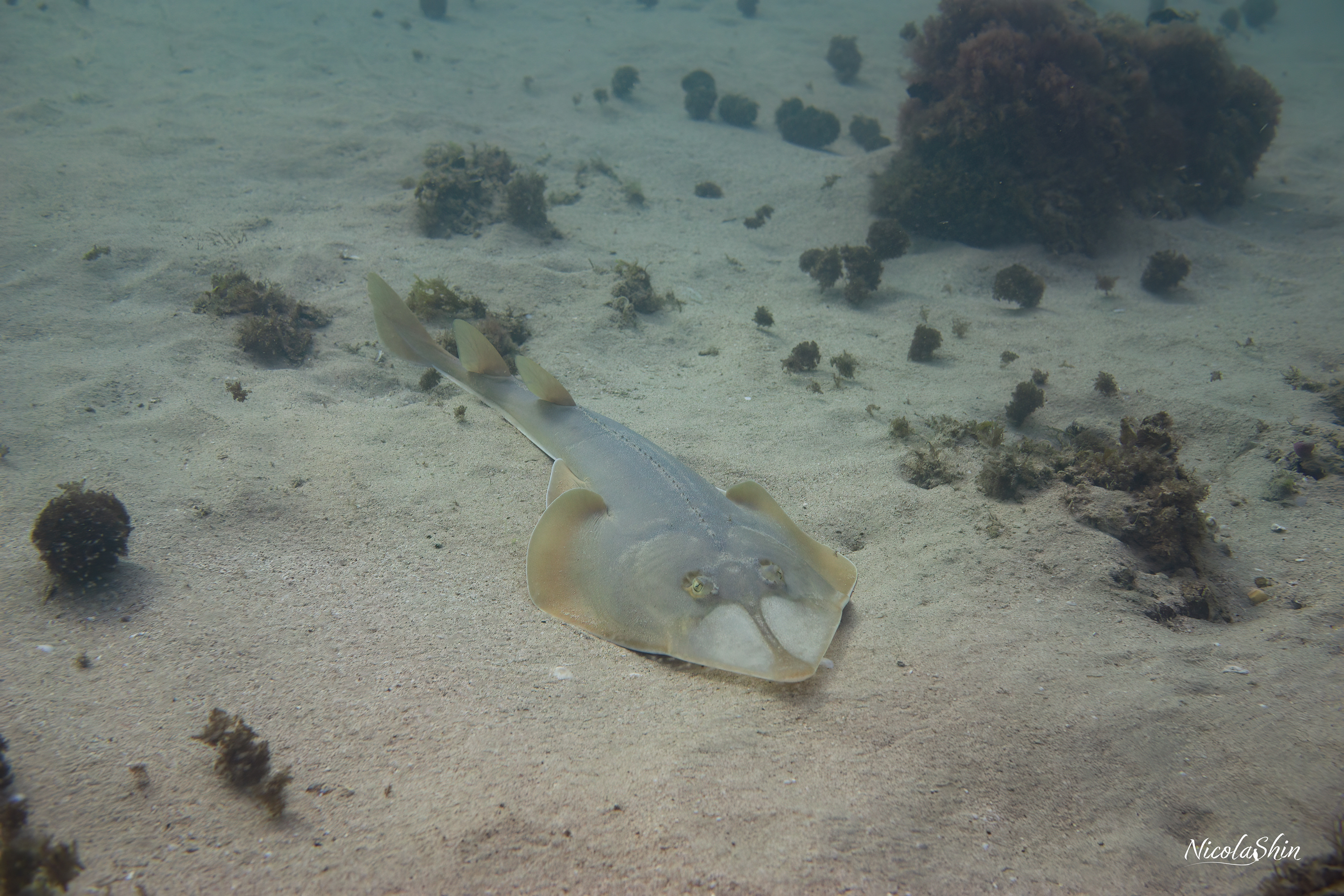 Guitarfish