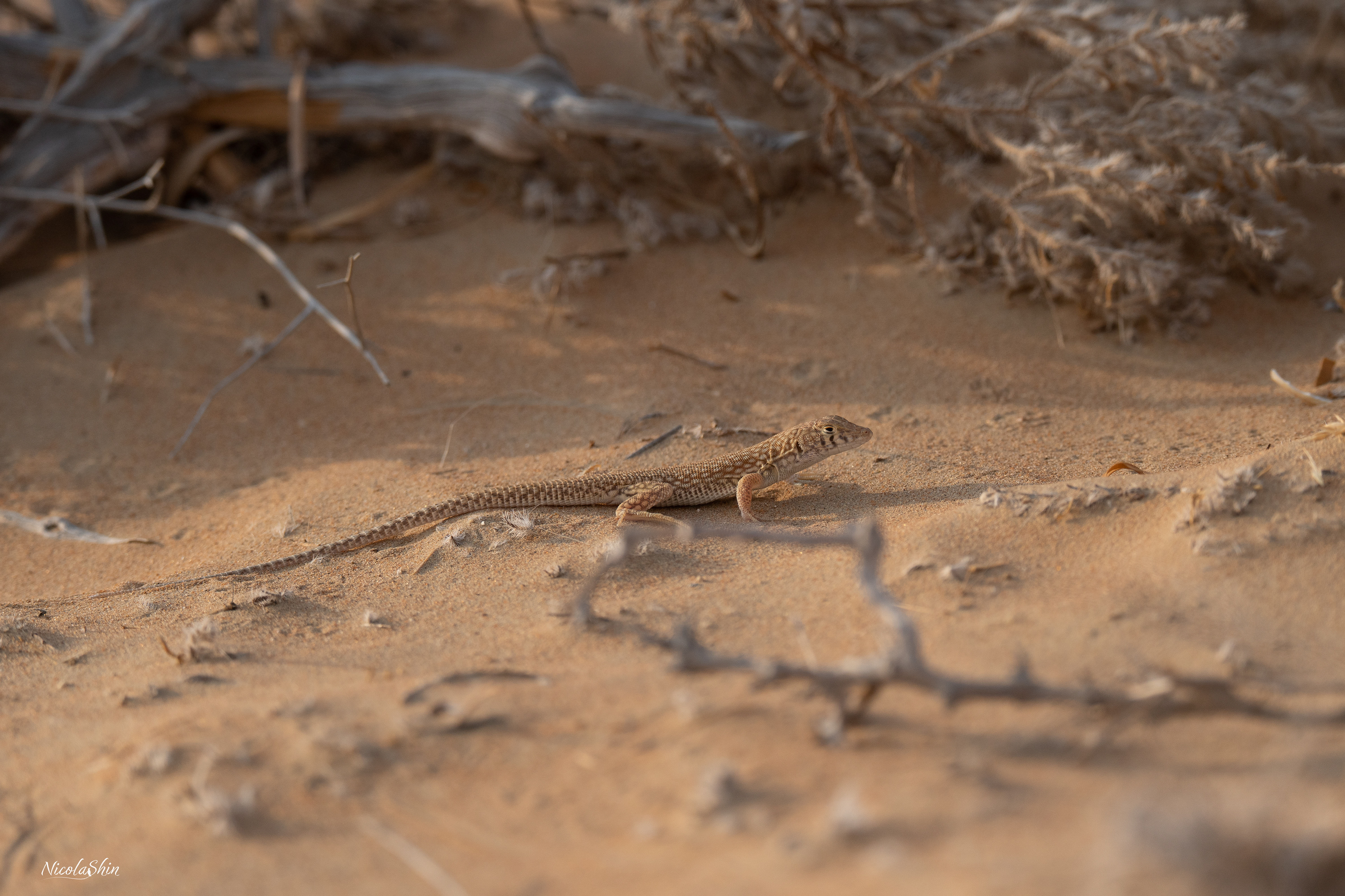 White-spotted Sand Lizard