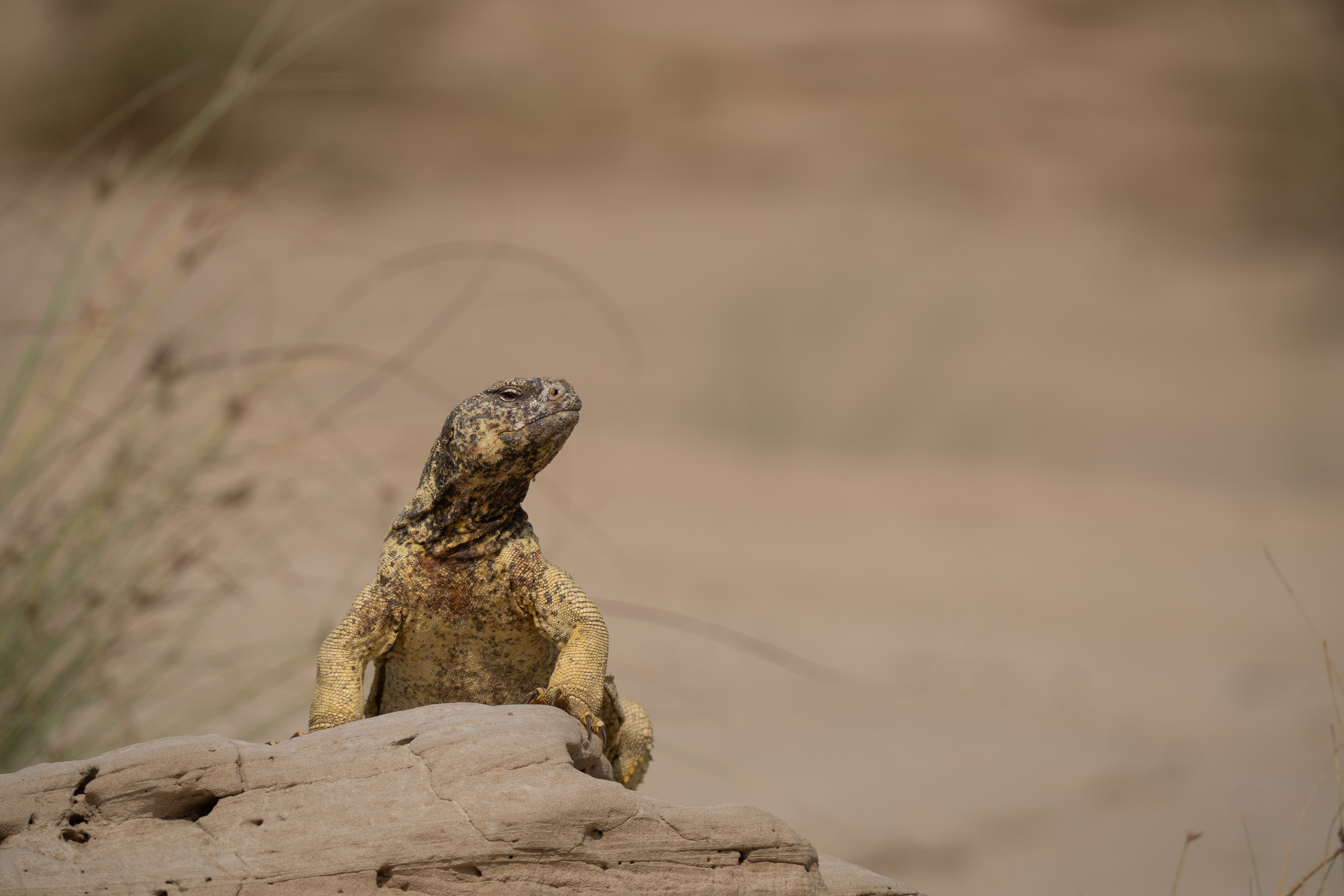 Desert Dinosaur