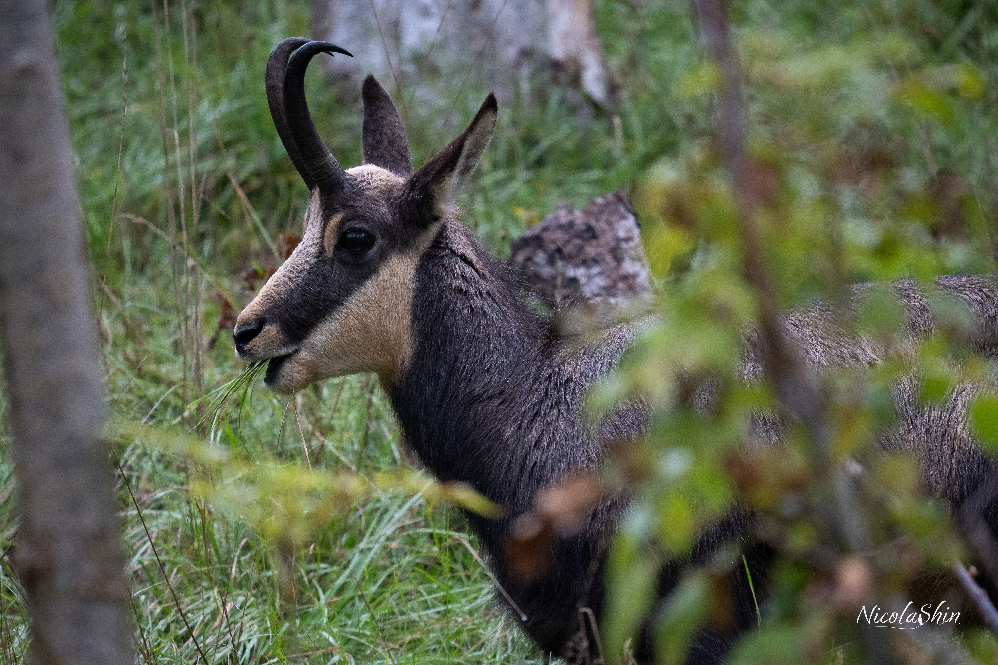 Chamois