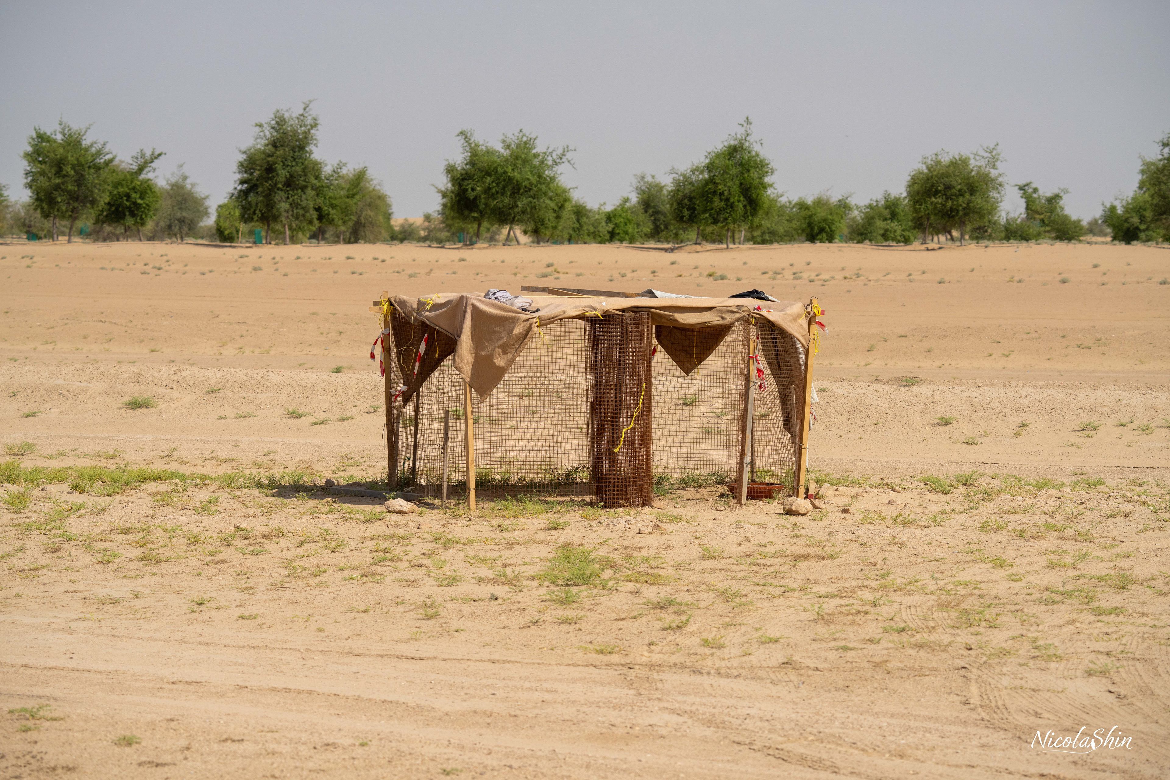 Houbara nest protected in Al Qudra desert