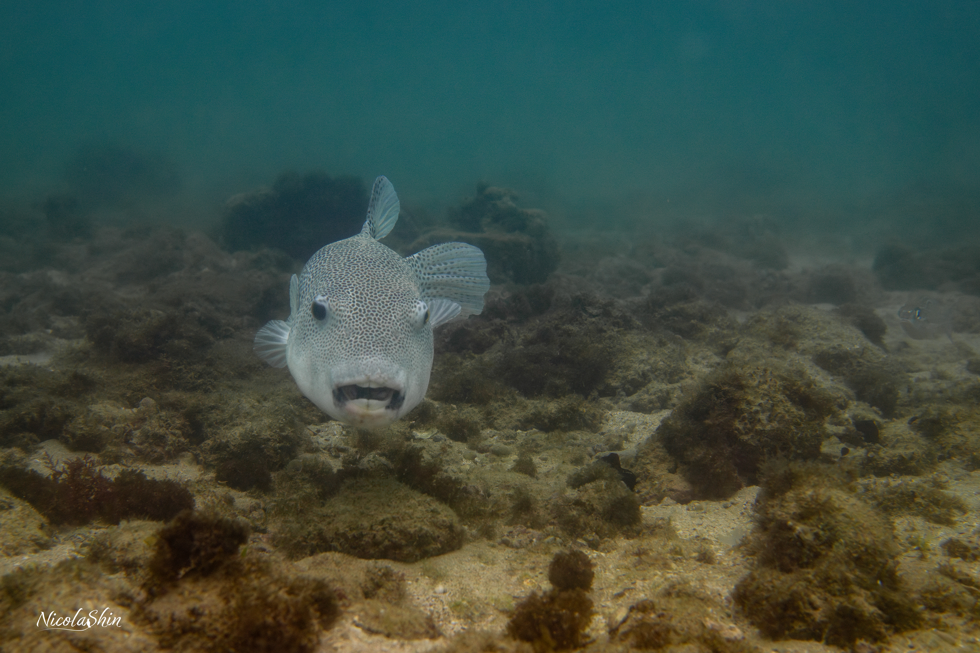 Pufferfish